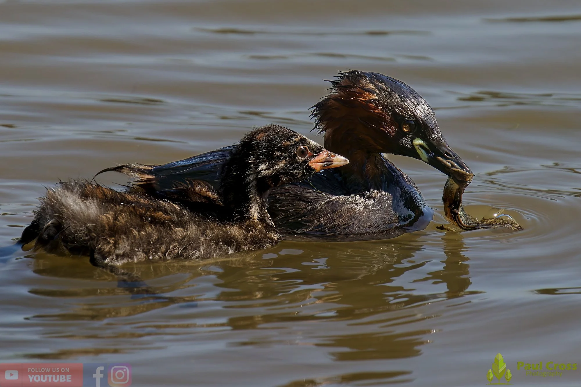 Little Grebe-00263.jpg