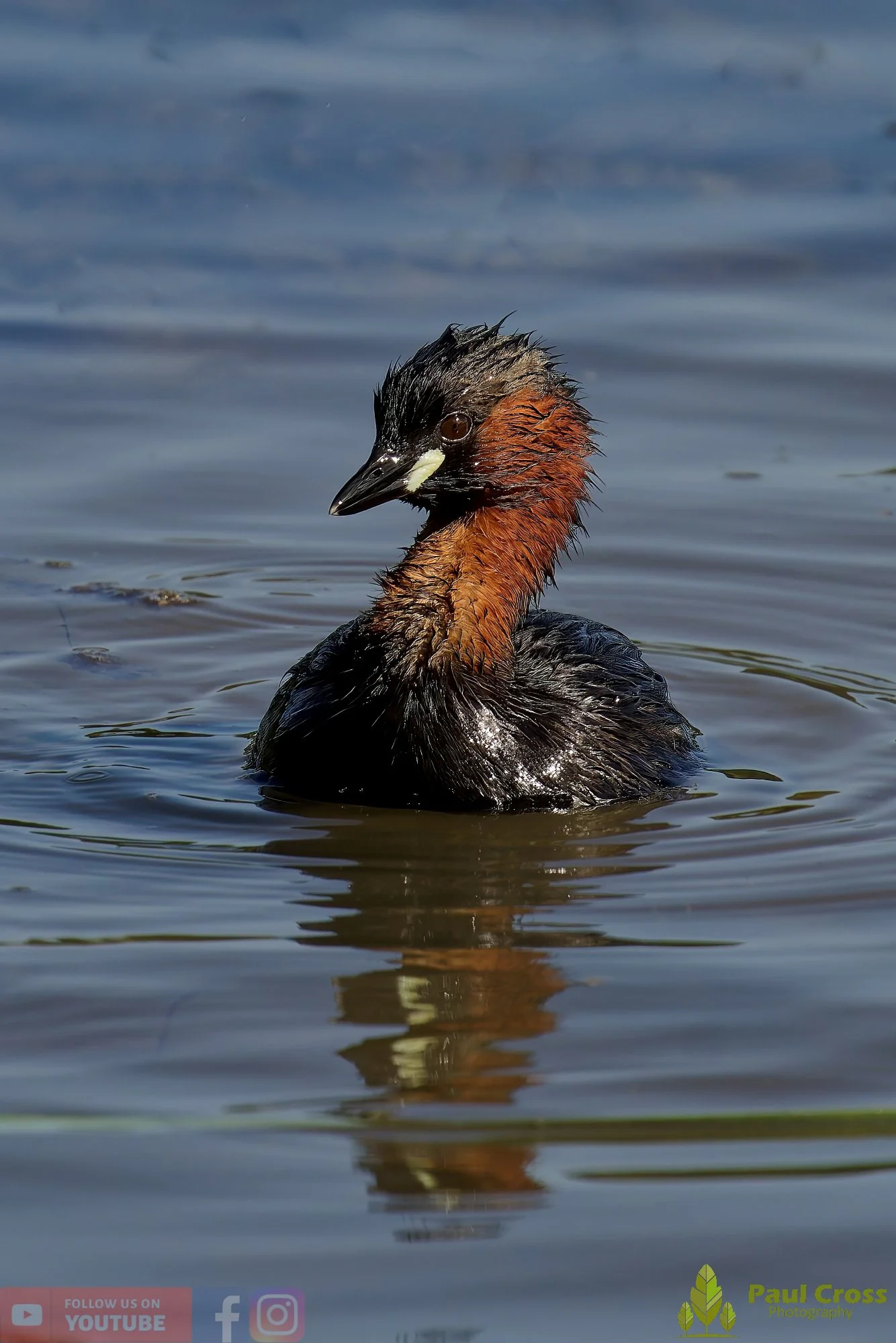 Little Grebe-00271.jpg