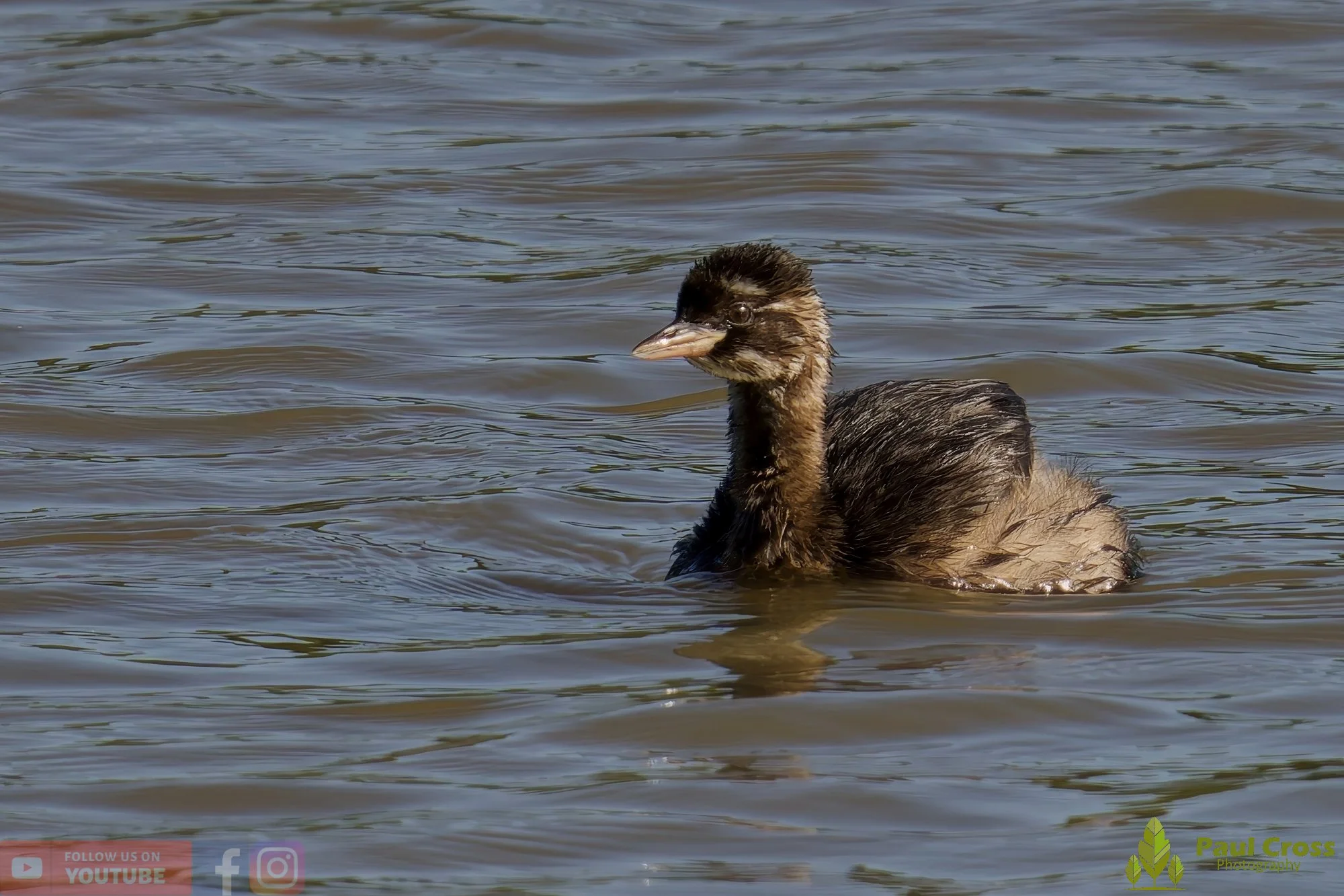 Little Grebe-00272.jpg