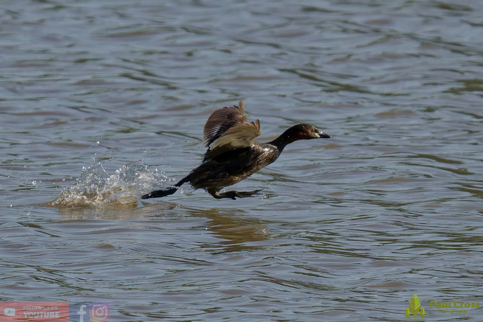 Little Grebe-00275.jpg