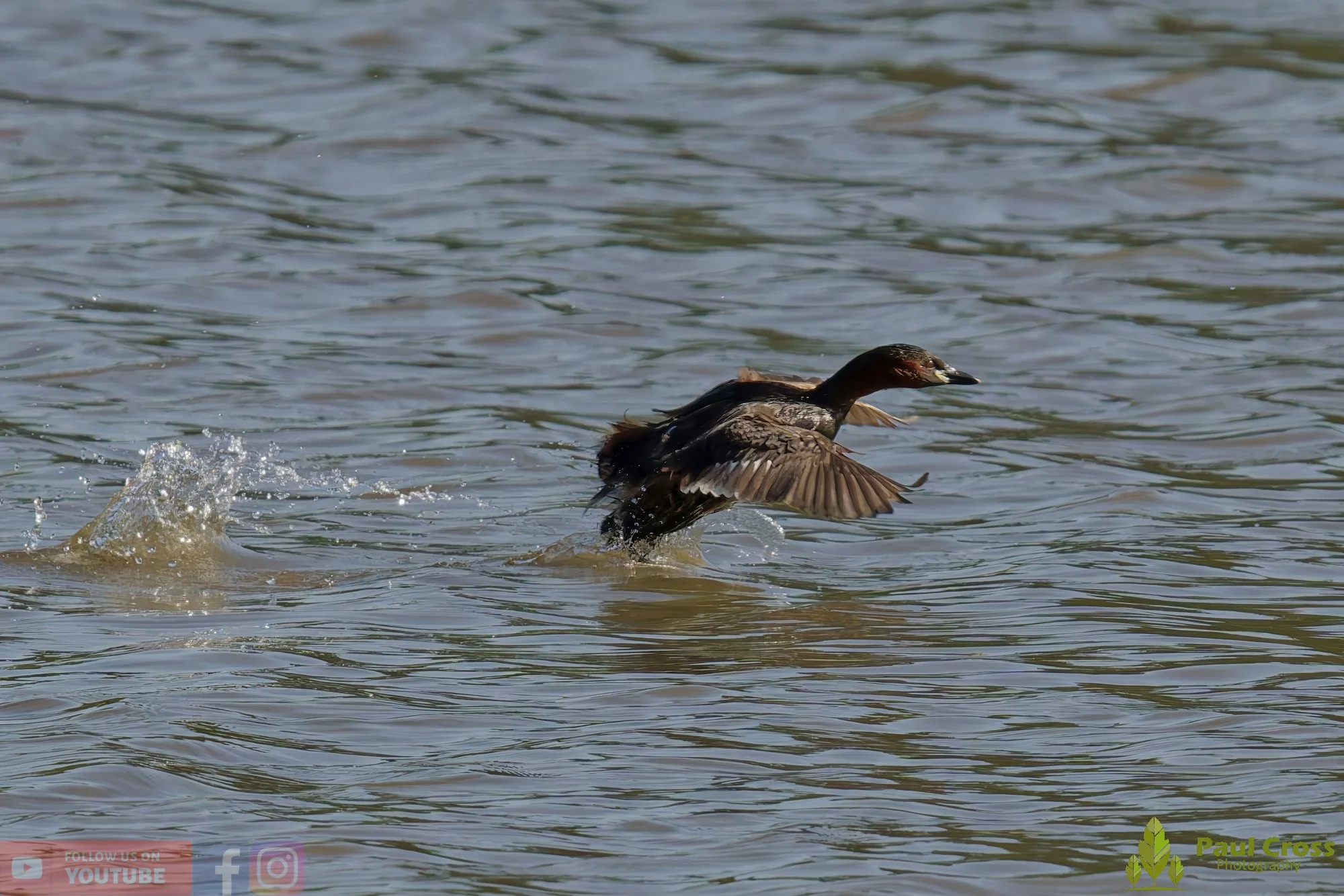 Little Grebe-00276.jpg