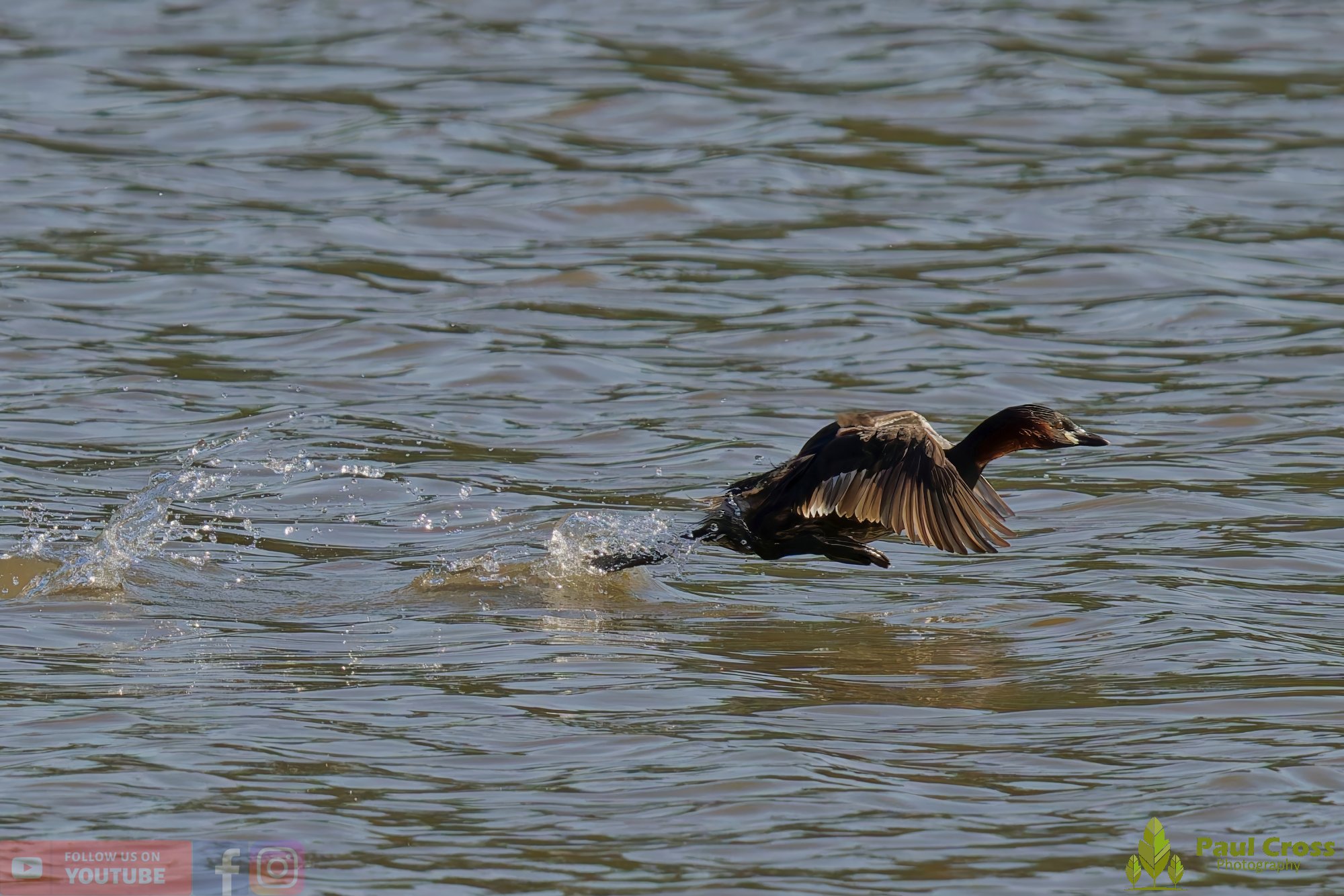 Little Grebe-00277.jpg