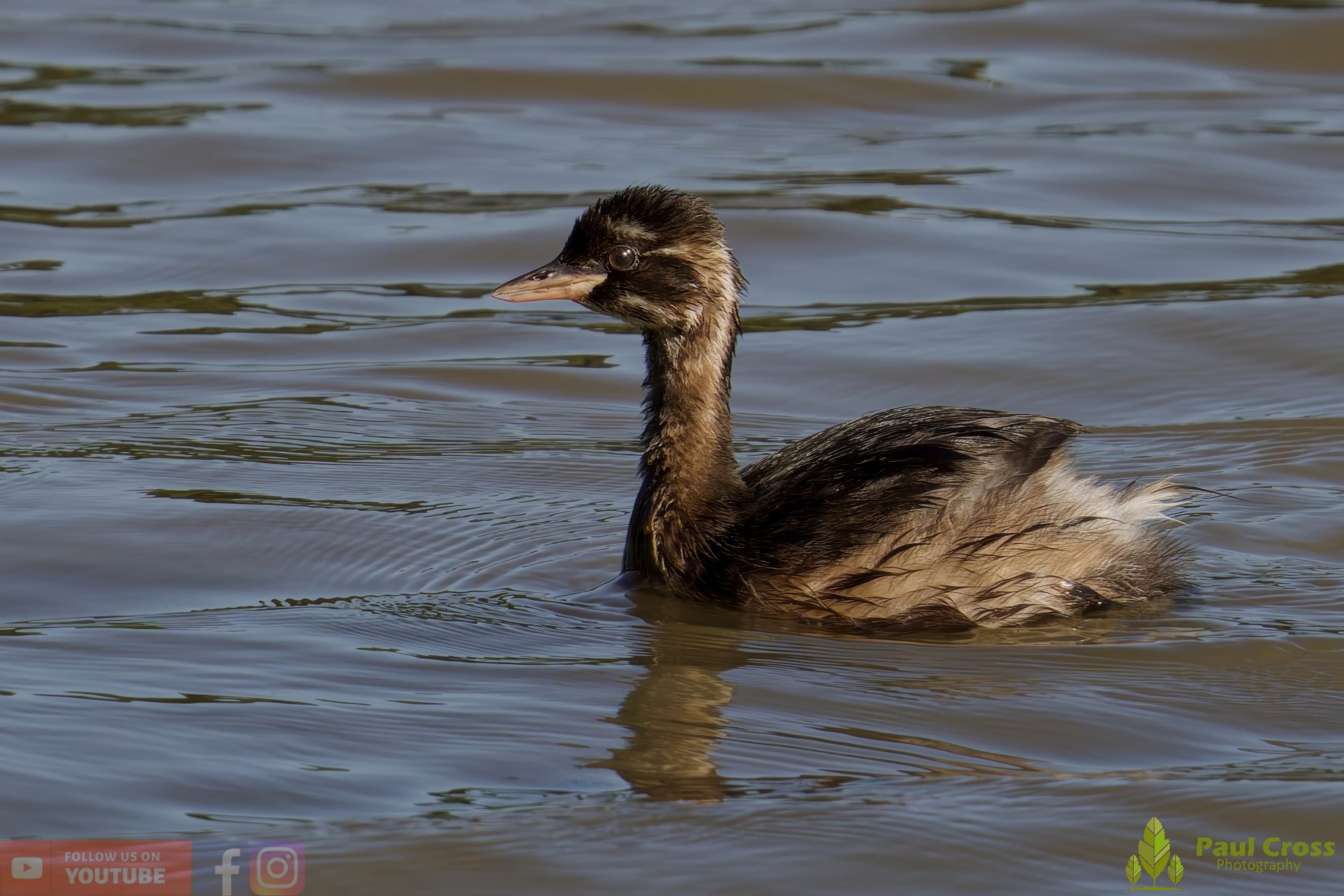 Little Grebe-00280.jpg