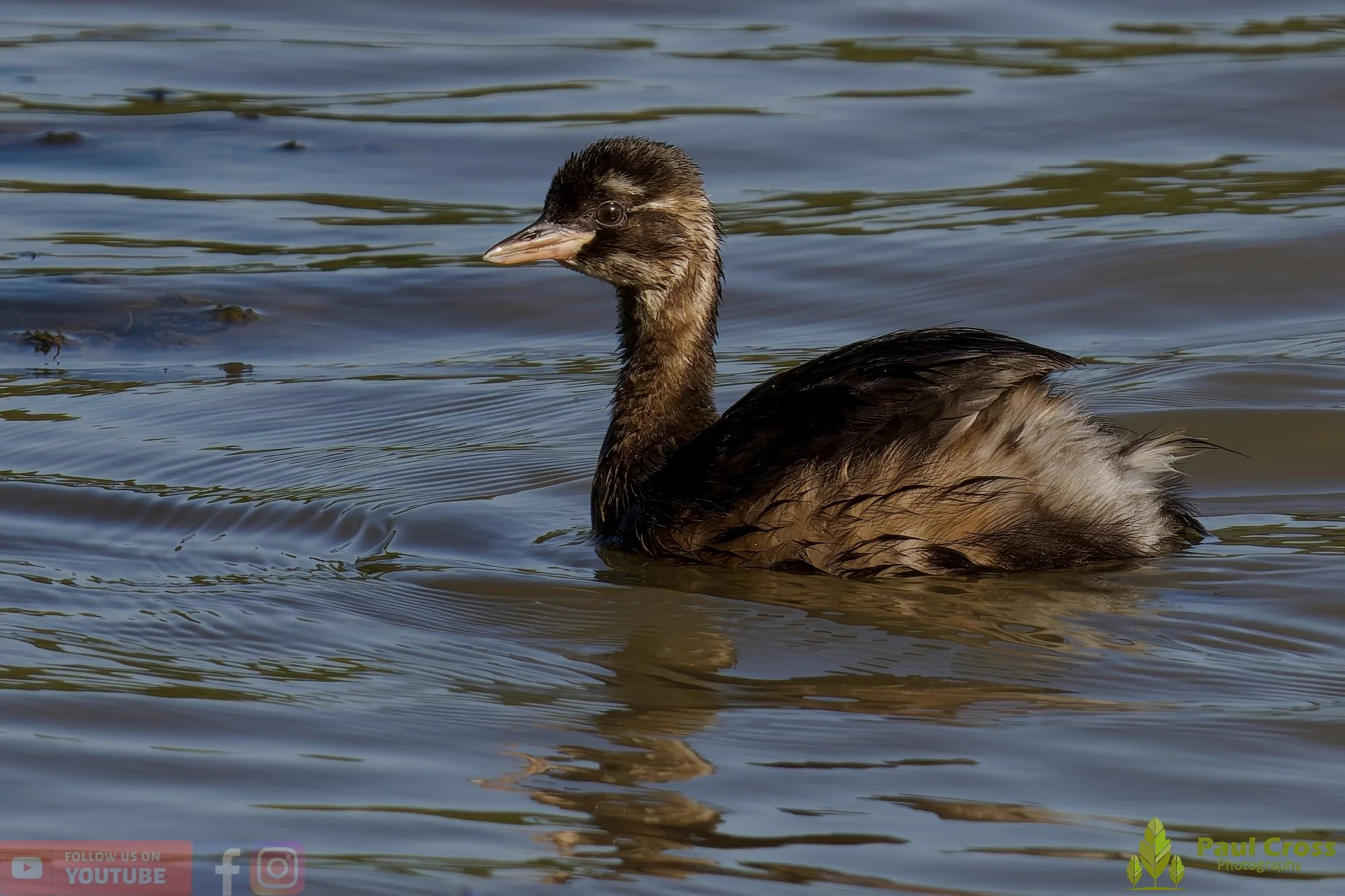 Little Grebe-00281.jpg