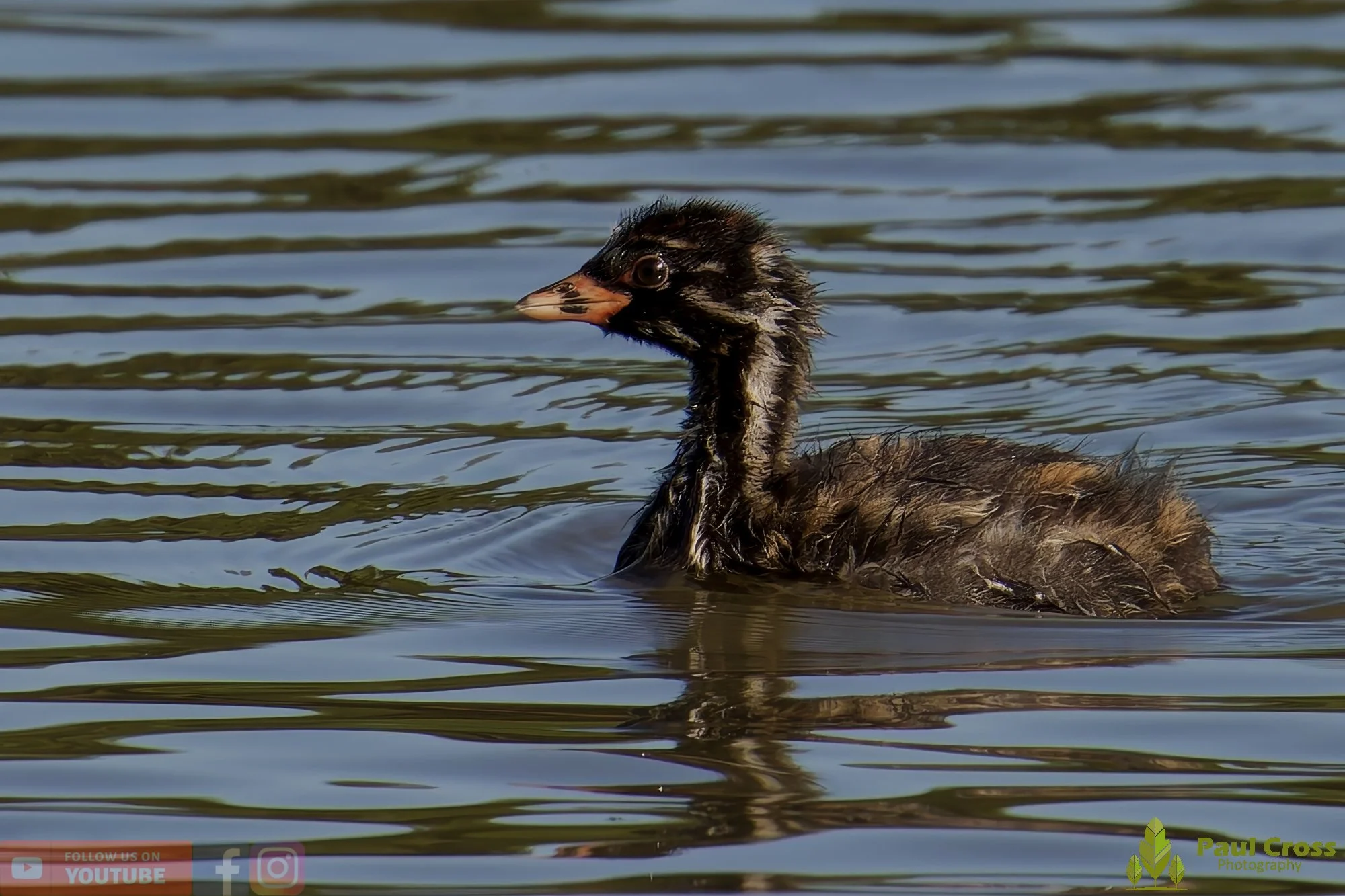 Little Grebe-00282.jpg