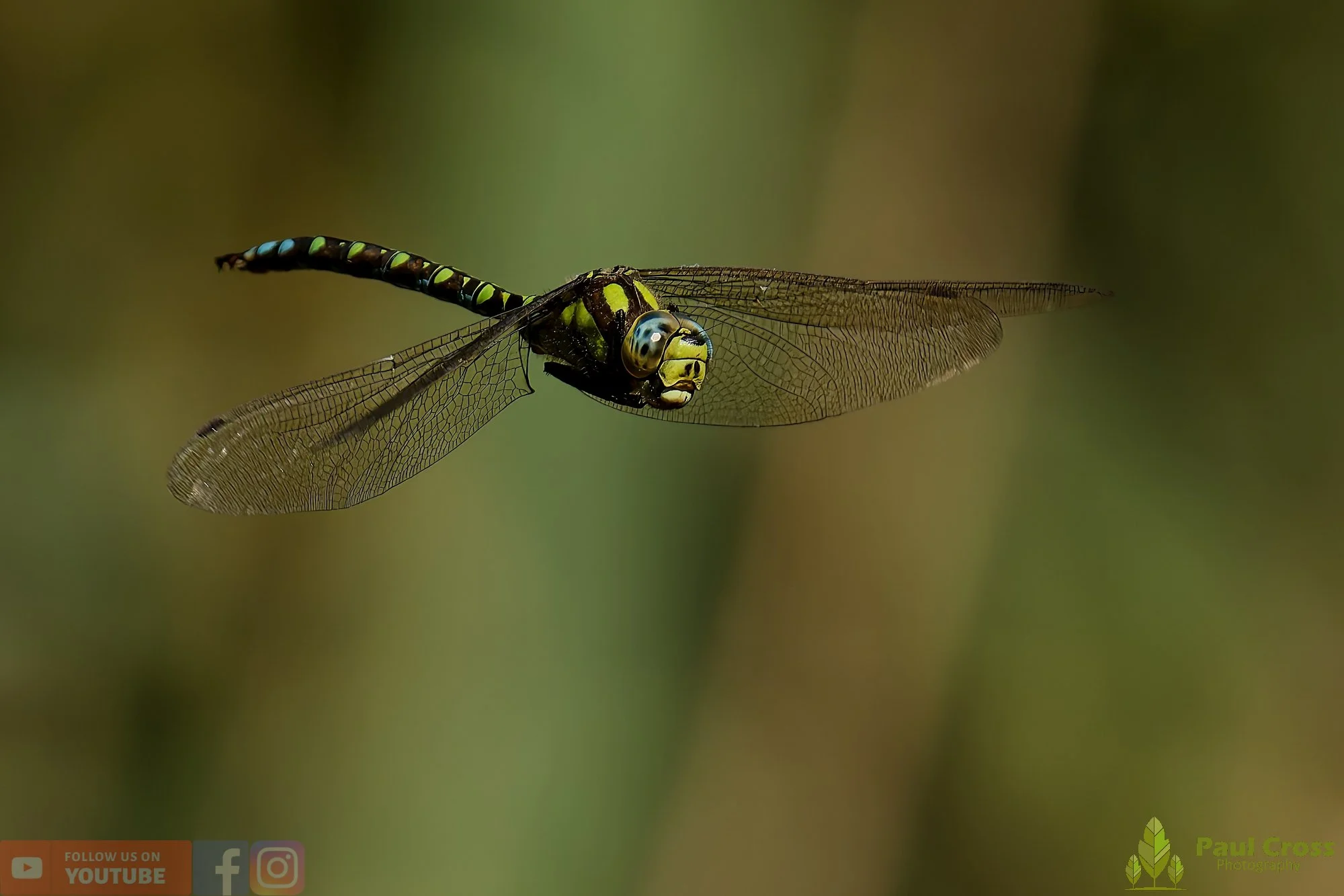 Southern Hawker - Aeshna Cyanea-00012.jpg