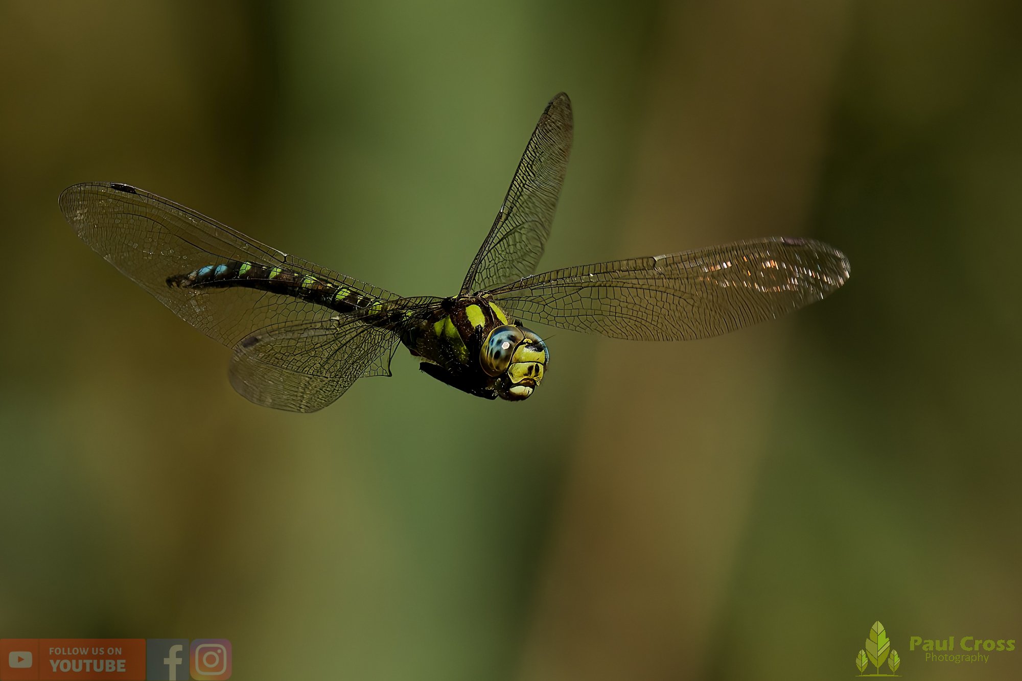 Southern Hawker - Aeshna Cyanea-00013.jpg