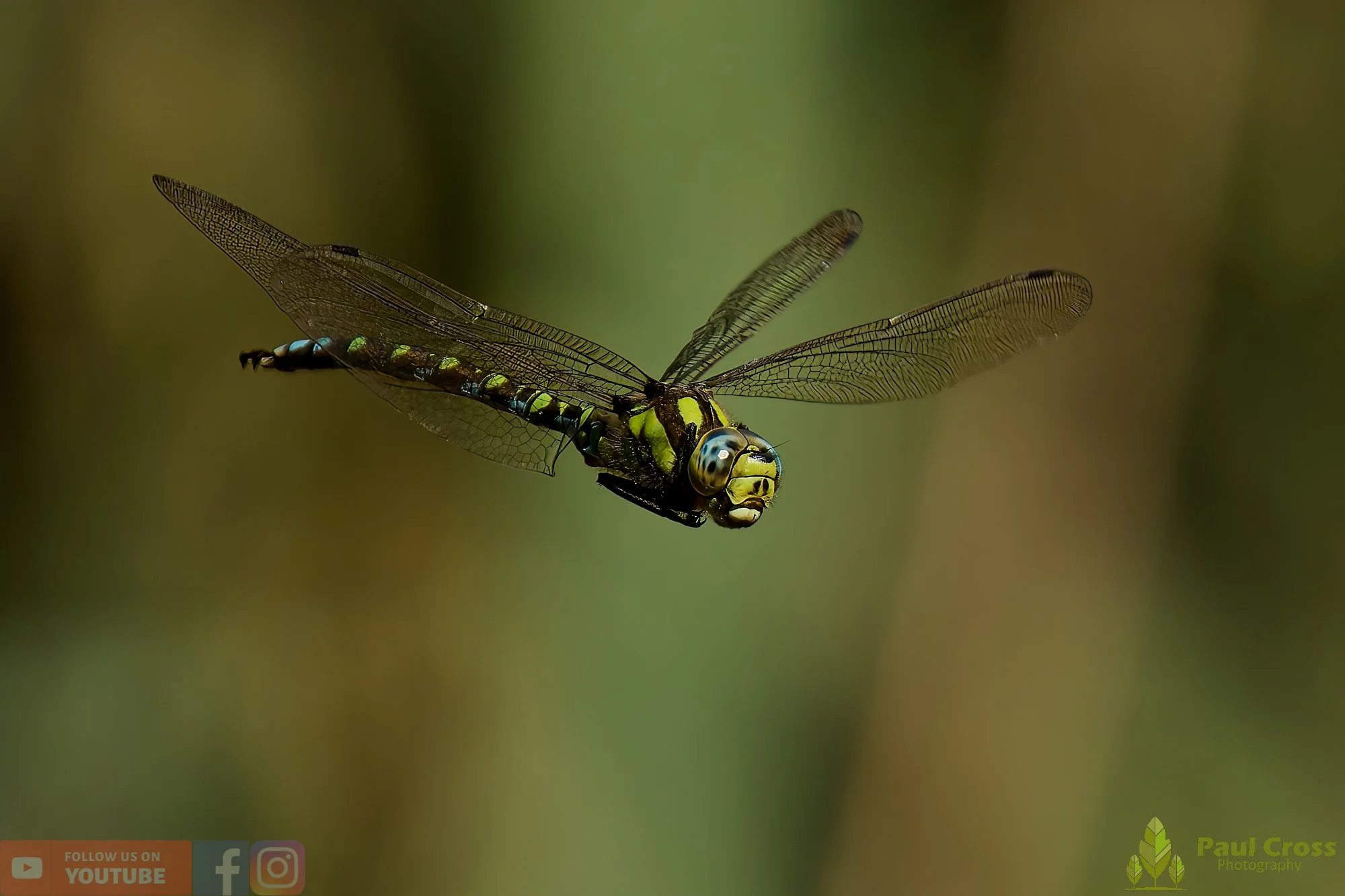 Southern Hawker - Aeshna Cyanea-00017.jpg