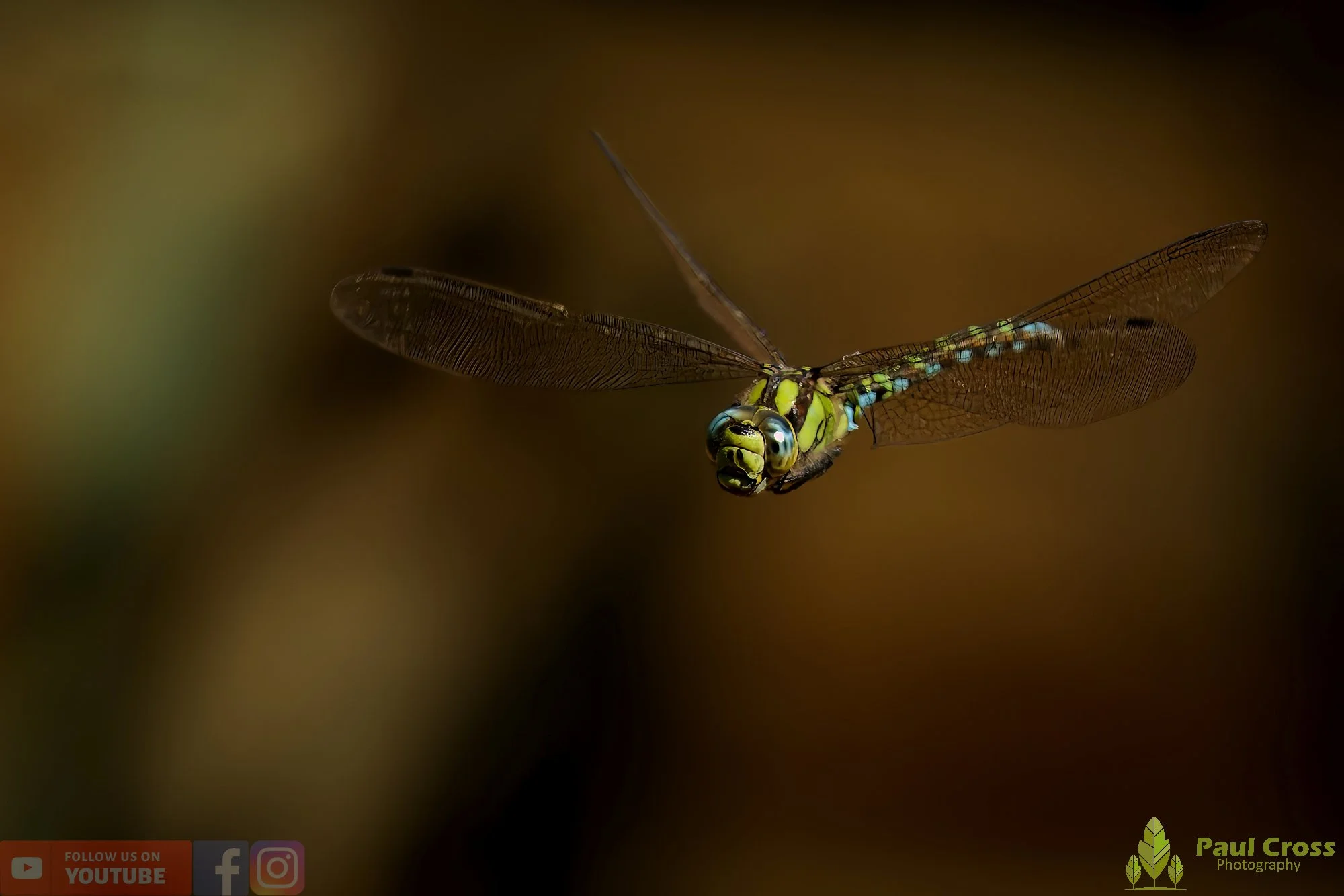 Southern Hawker - Aeshna Cyanea-00022.jpg