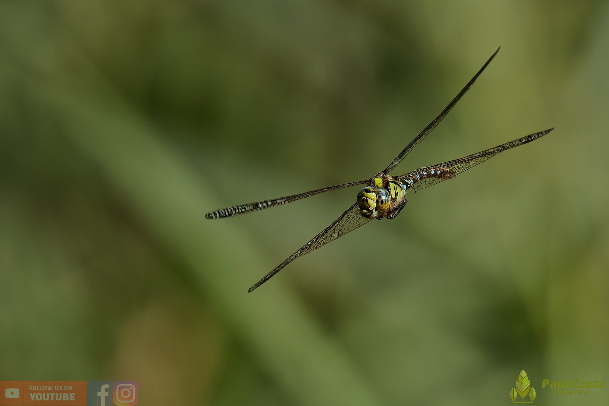 Southern Hawker - Aeshna Cyanea-00026.jpg