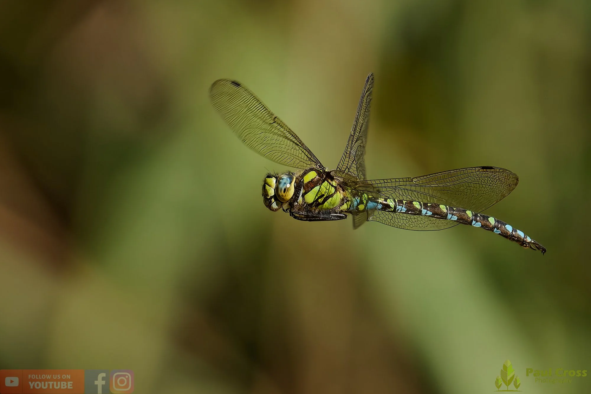 Southern Hawker - Aeshna Cyanea-00023.jpg