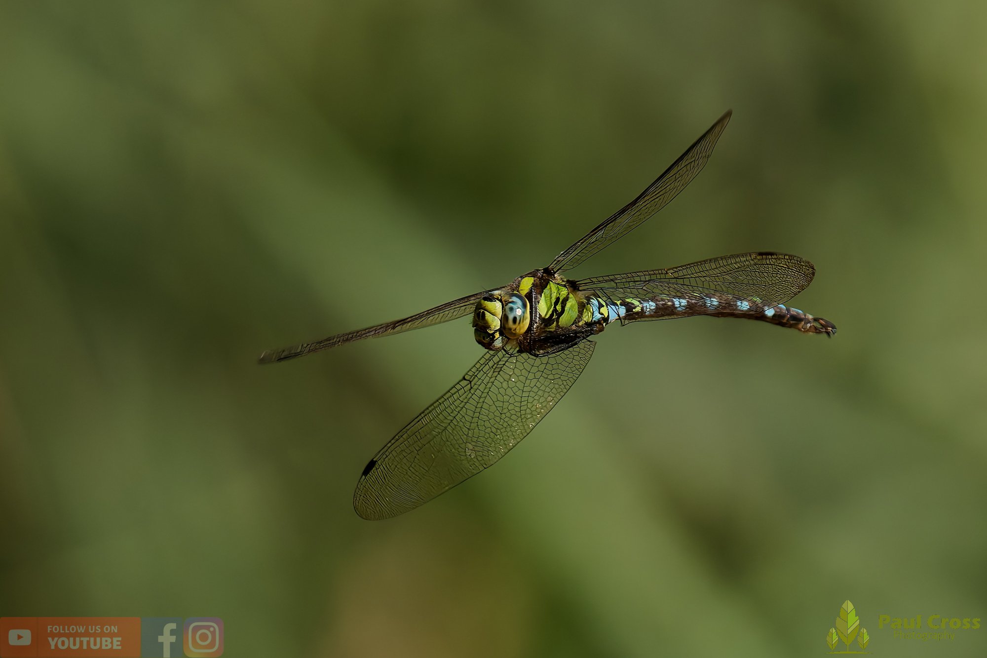 Southern Hawker - Aeshna Cyanea-00027.jpg