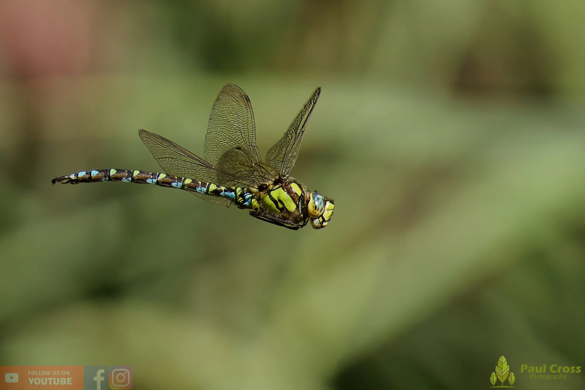 Southern Hawker - Aeshna Cyanea-00031.jpg
