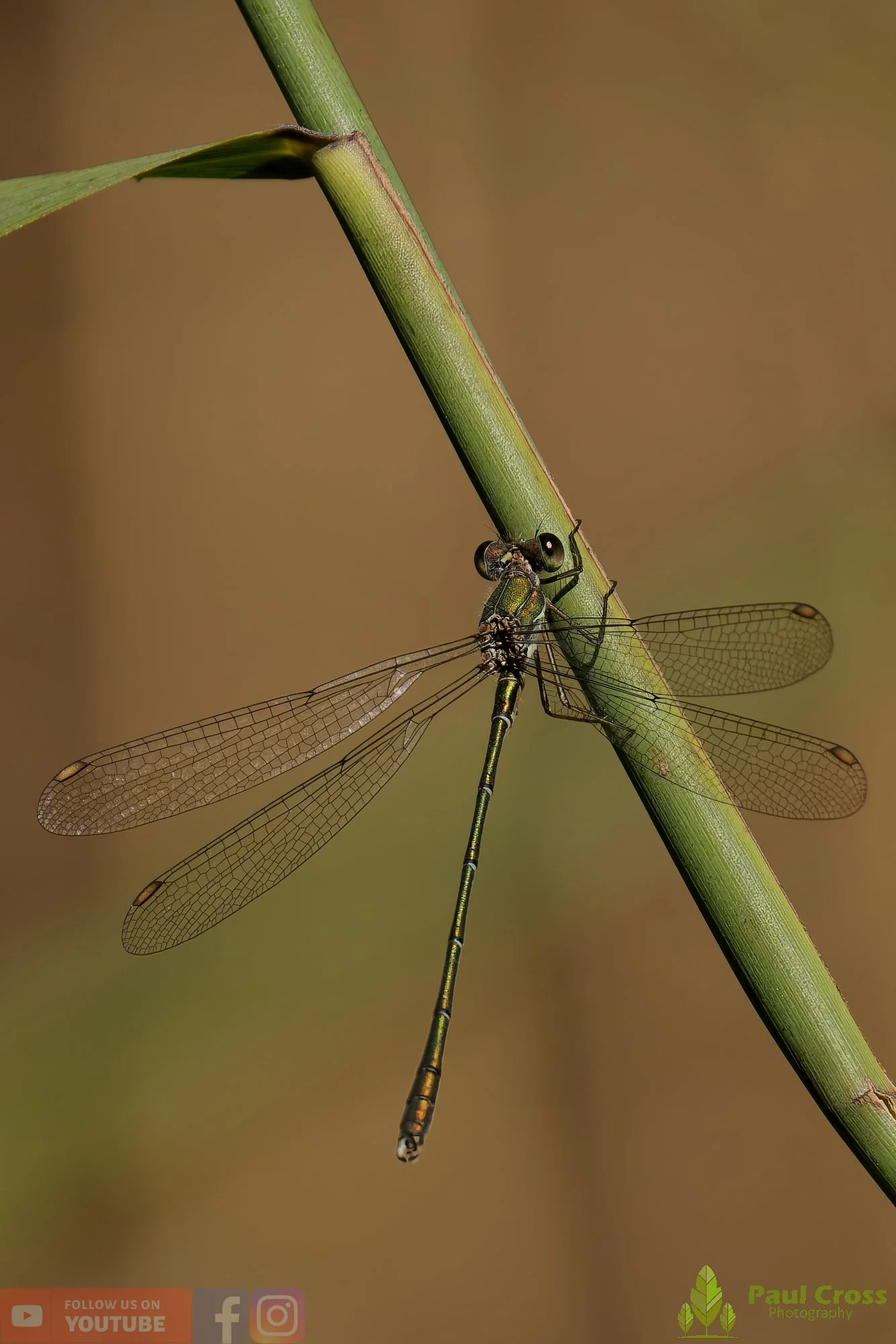 Willow Emerald Damselfly - Chalcolestes Viridis-00049.jpg