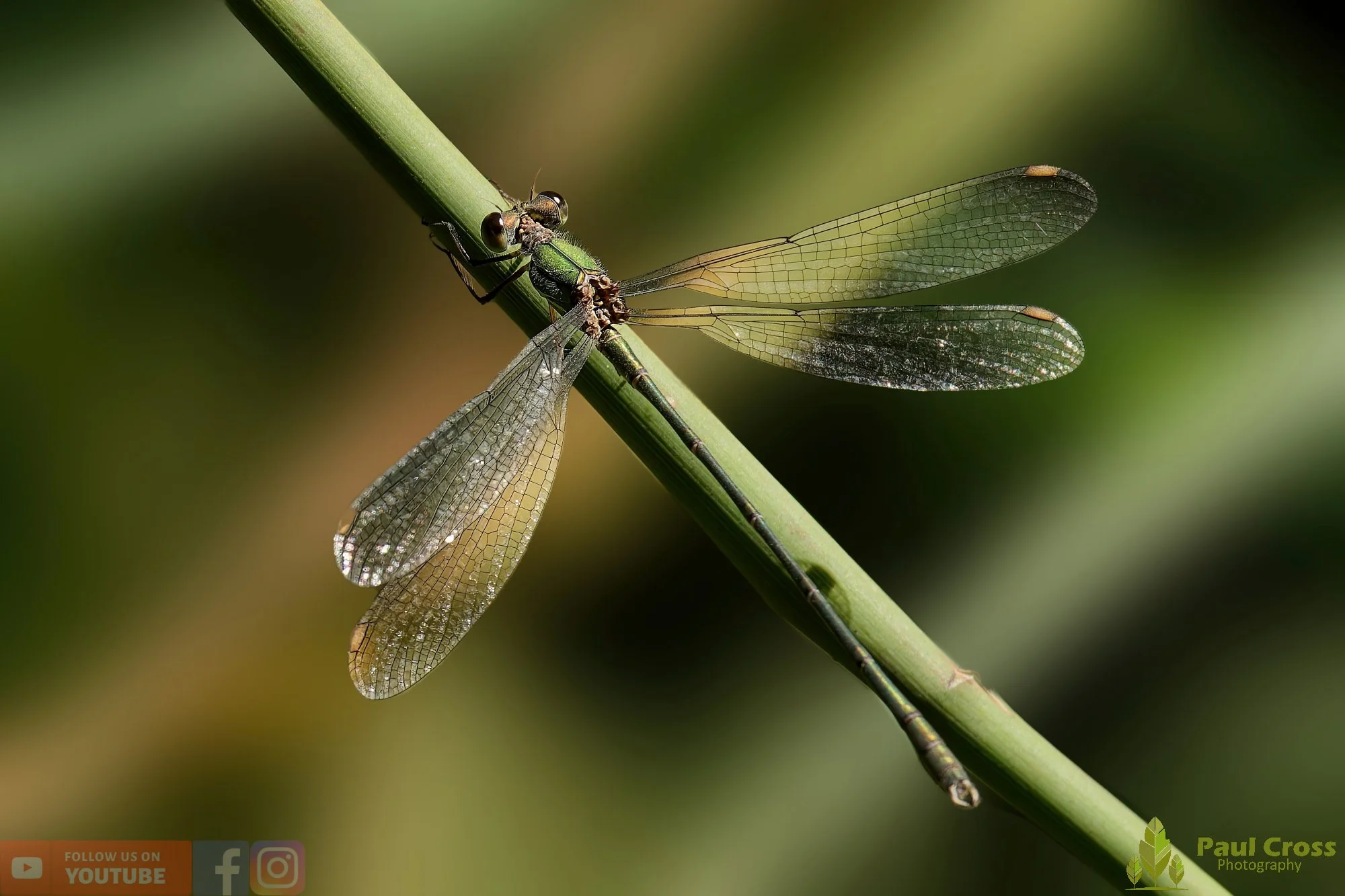 Willow Emerald Damselfly - Chalcolestes Viridis-00048.jpg