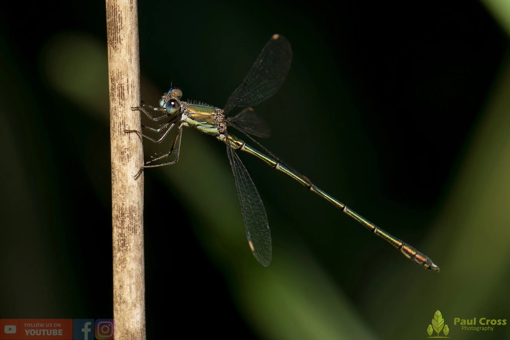 Willow Emerald Damselfly - Chalcolestes Viridis-00050.jpg