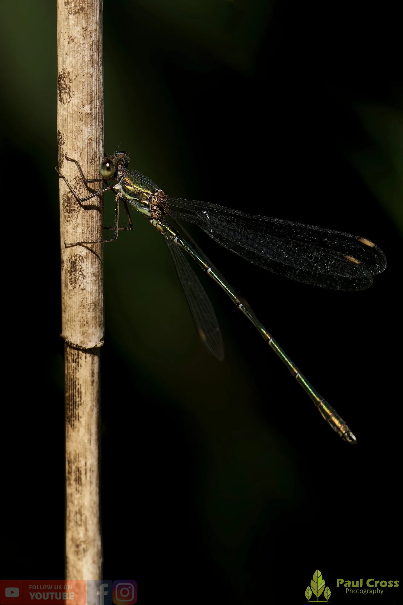 Willow Emerald Damselfly - Chalcolestes Viridis-00052.jpg