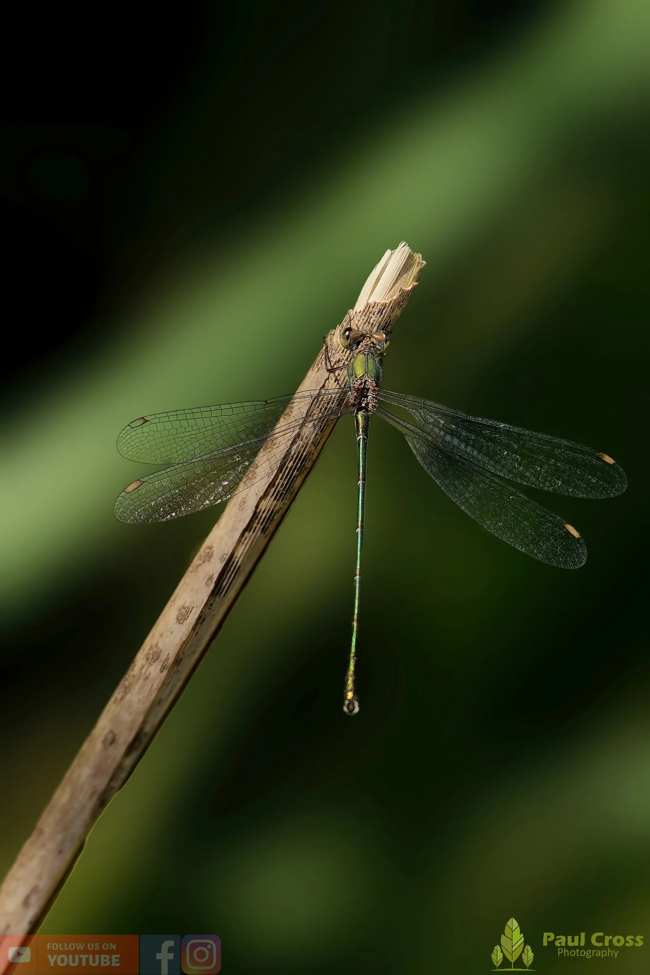 Willow Emerald Damselfly - Chalcolestes Viridis-00053.jpg