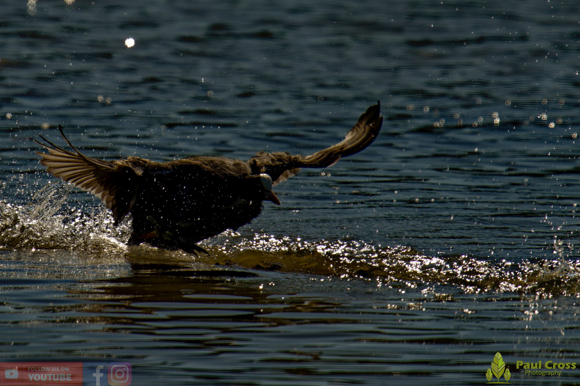 Coot-00496.jpg