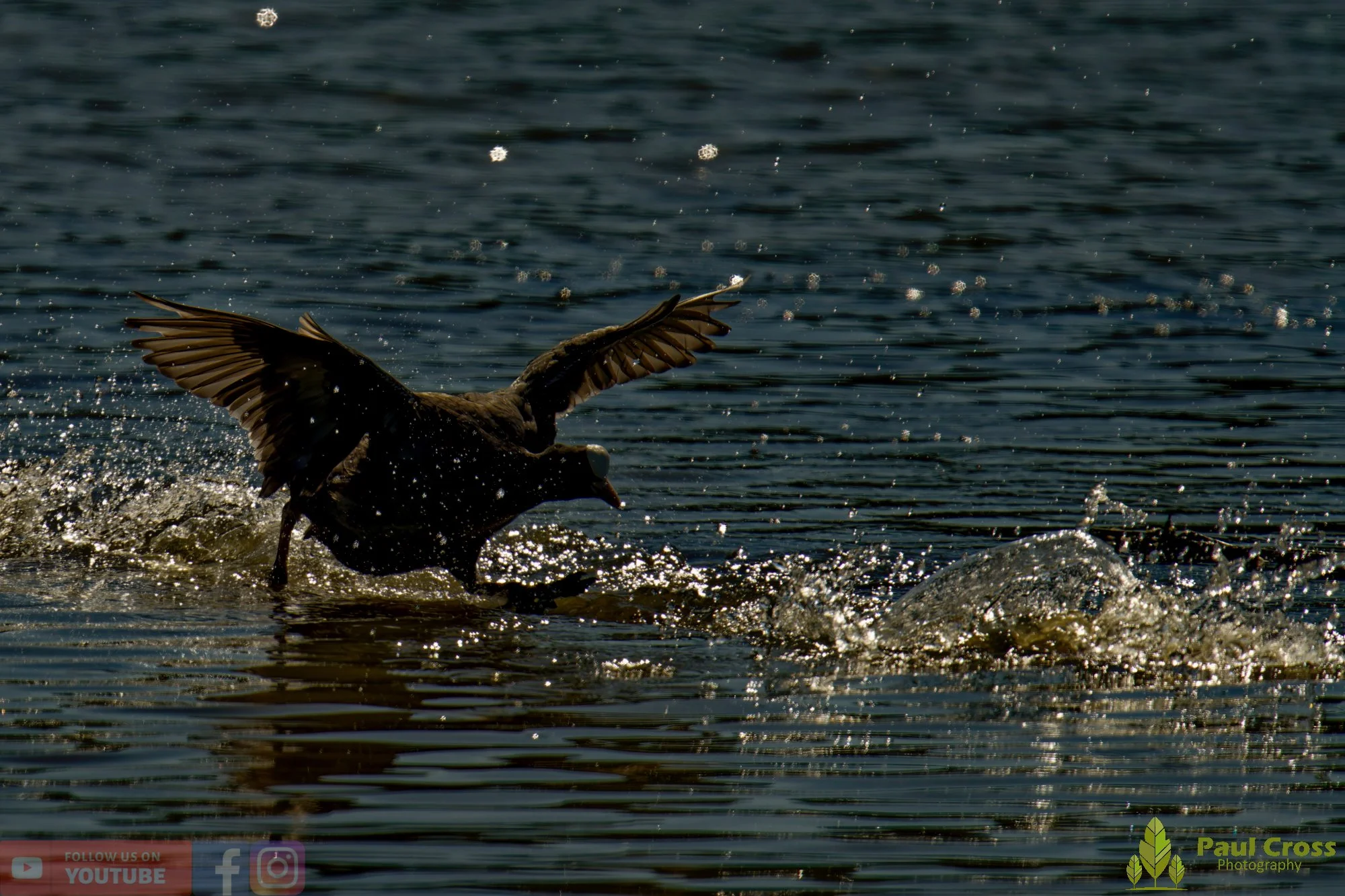 Coot-00497.jpg