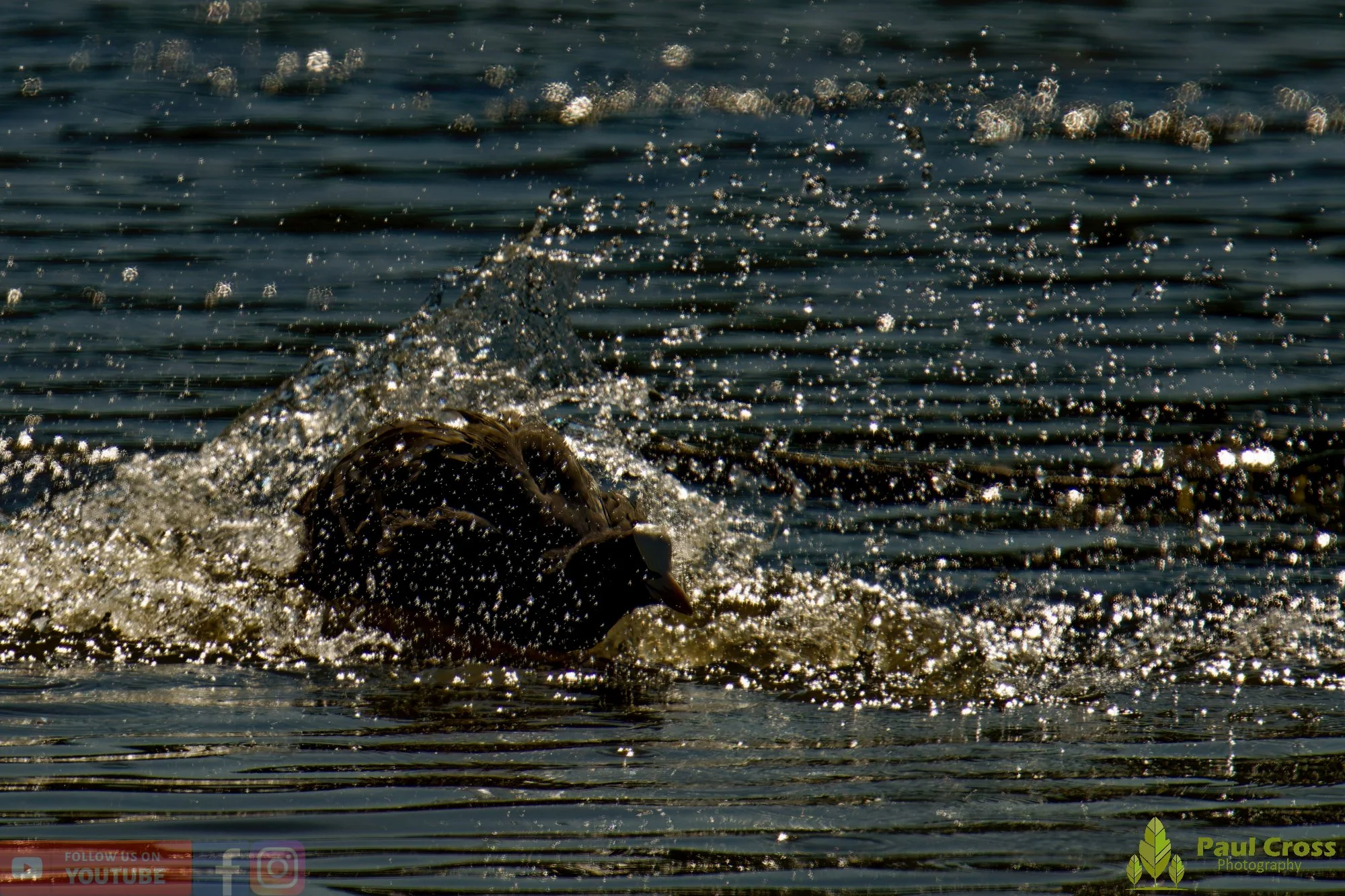 Coot-00498.jpg