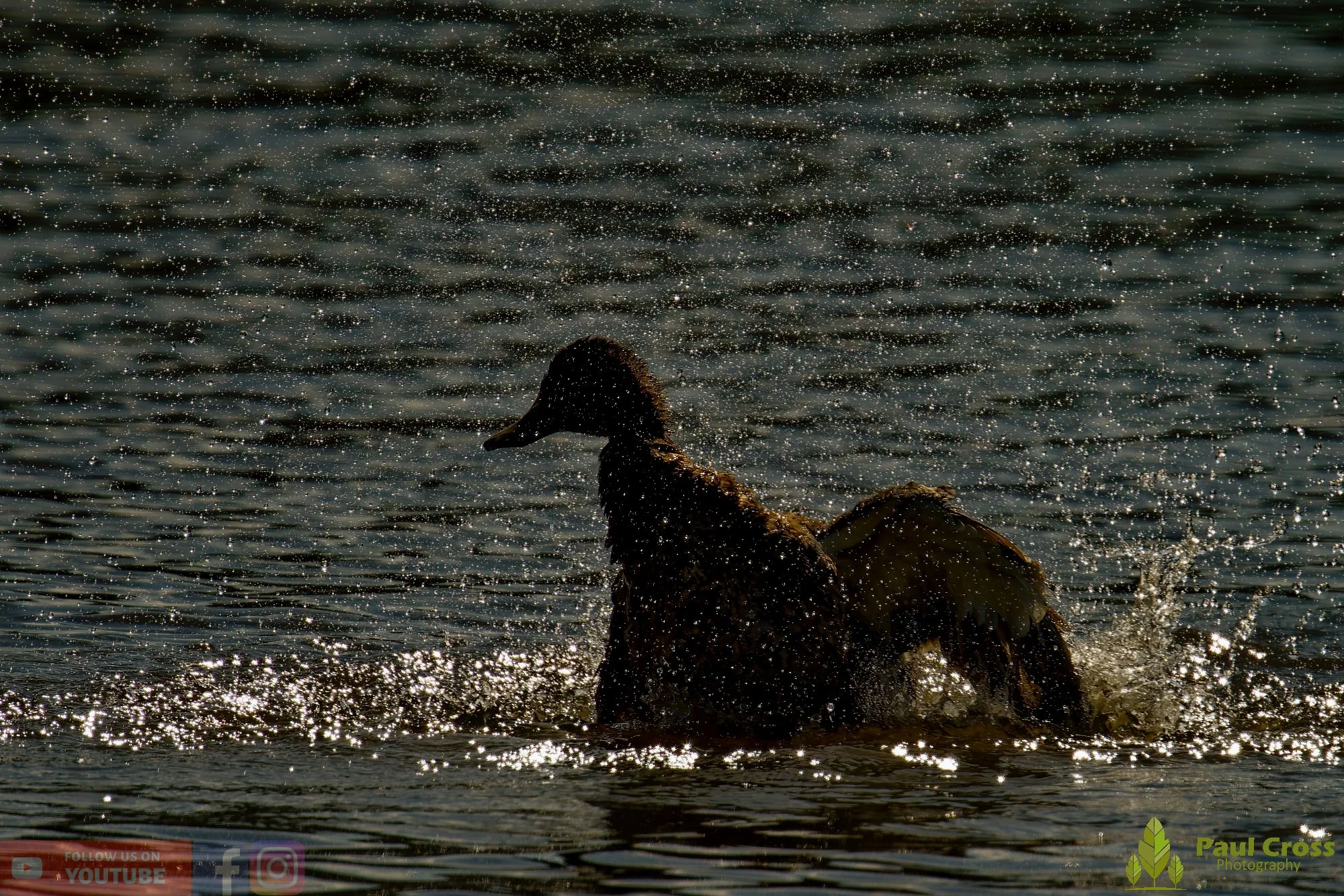Mallard Duck-01075.jpg
