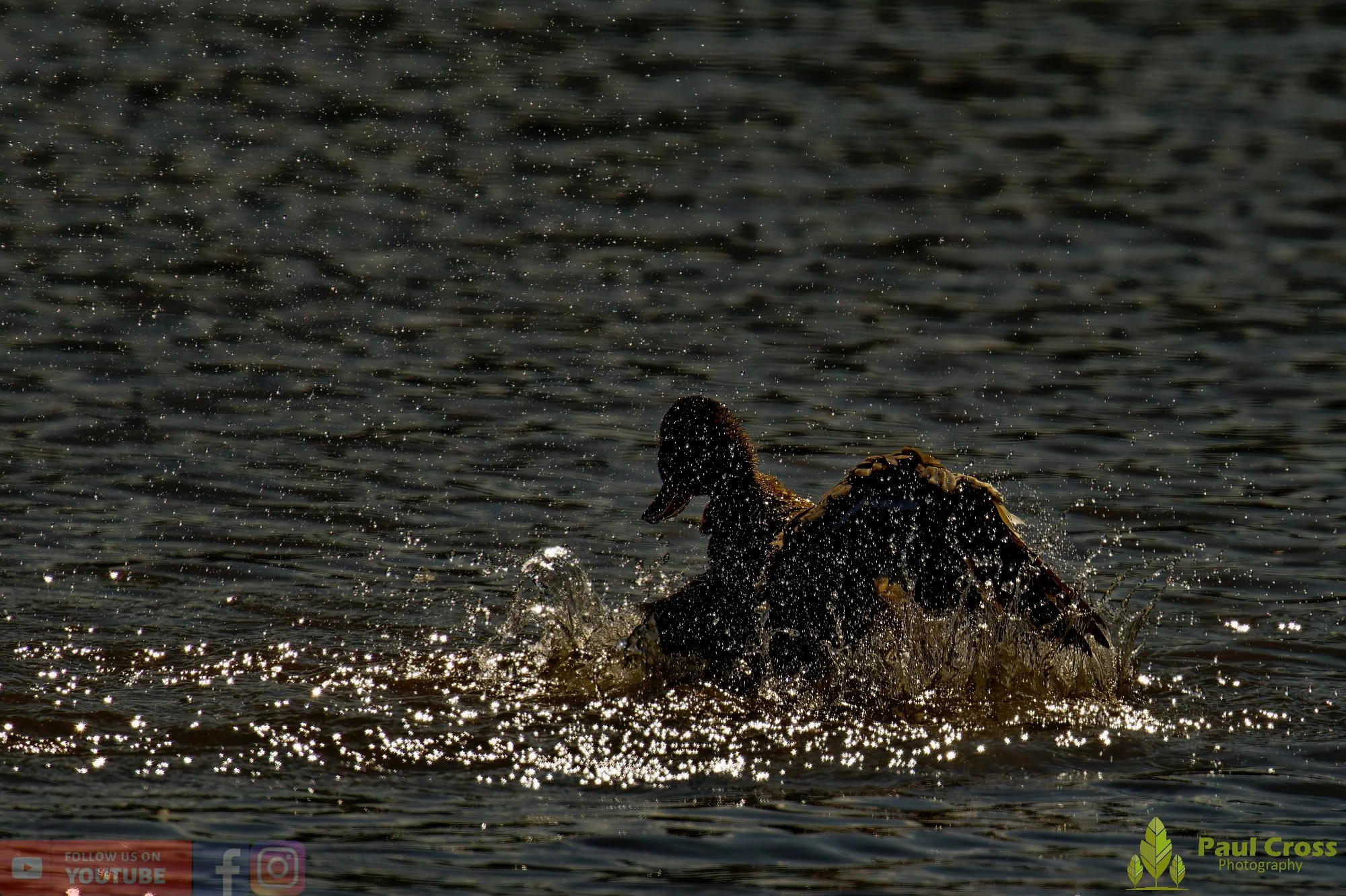 Mallard Duck-01077.jpg