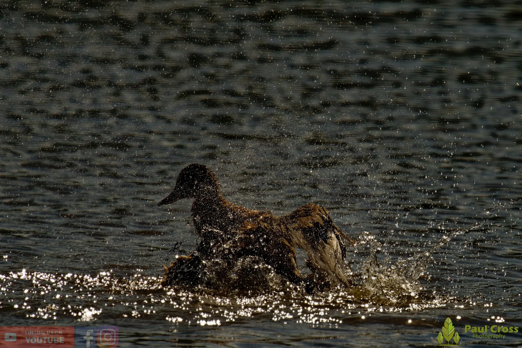 Mallard Duck-01078.jpg