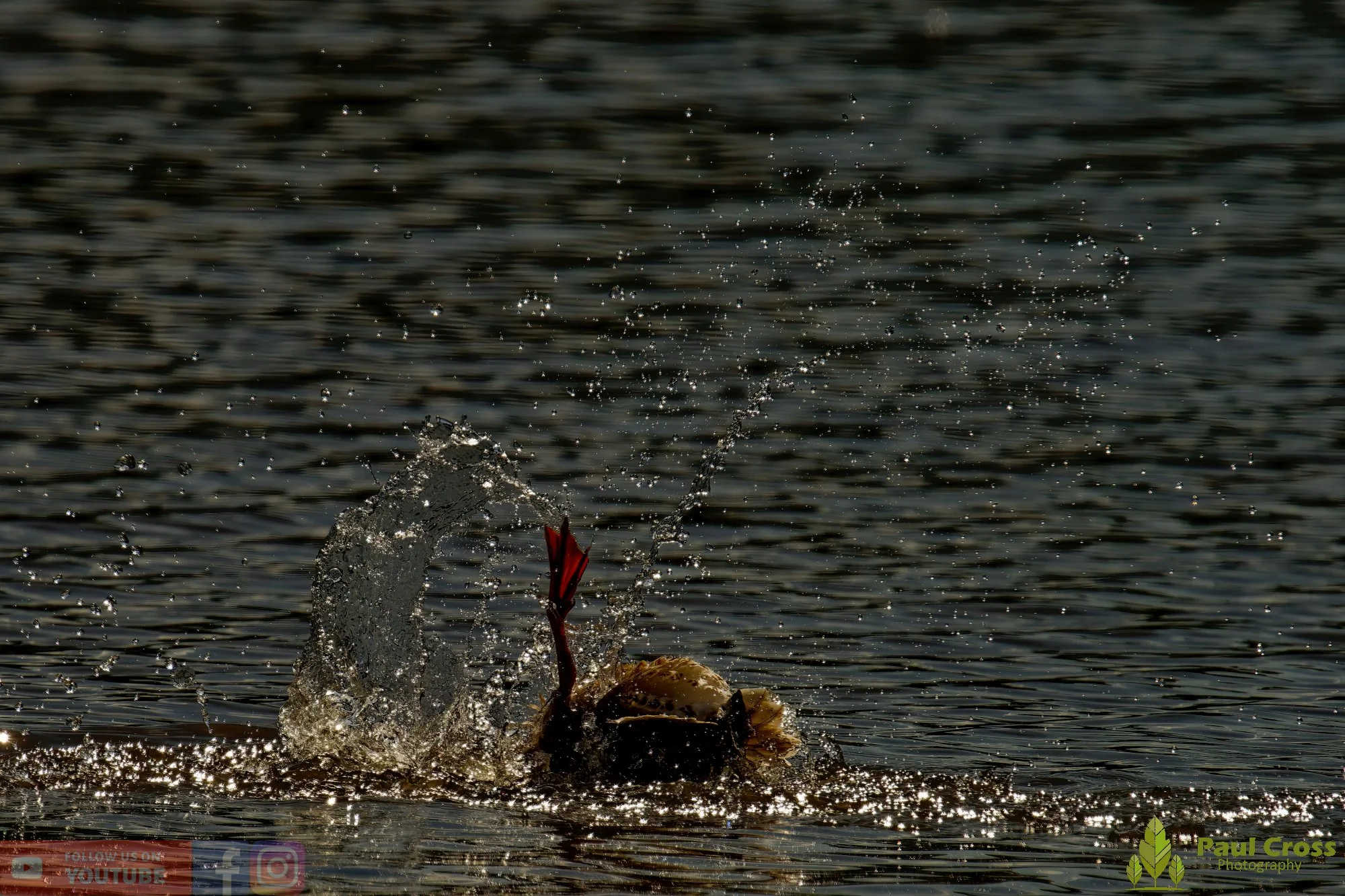 Mallard Duck-01079.jpg