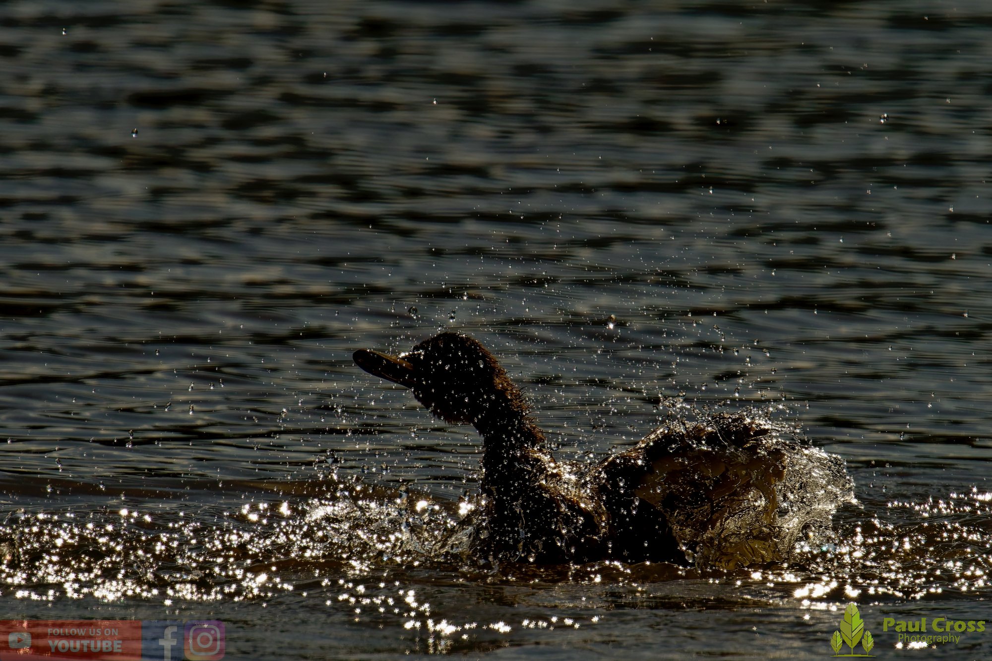 Mallard Duck-01080.jpg