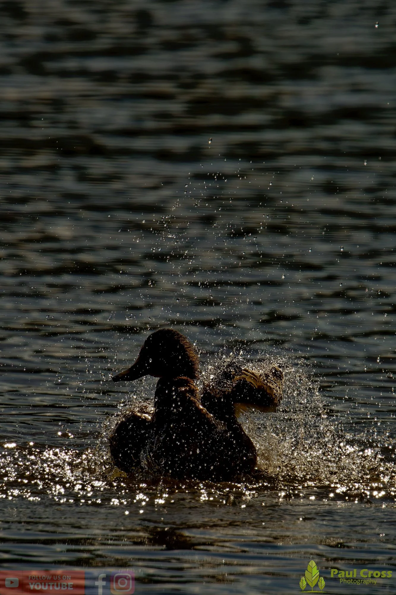 Mallard Duck-01081.jpg
