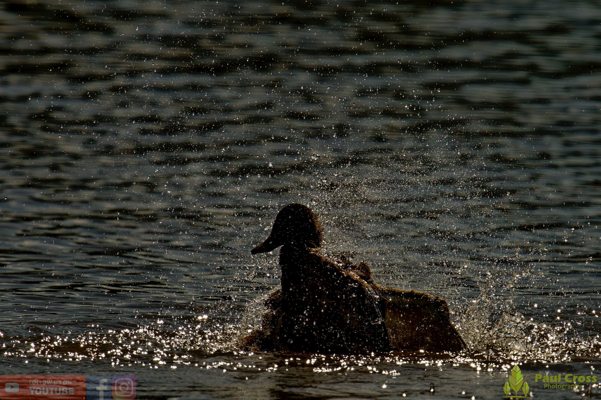 Mallard Duck-01082.jpg