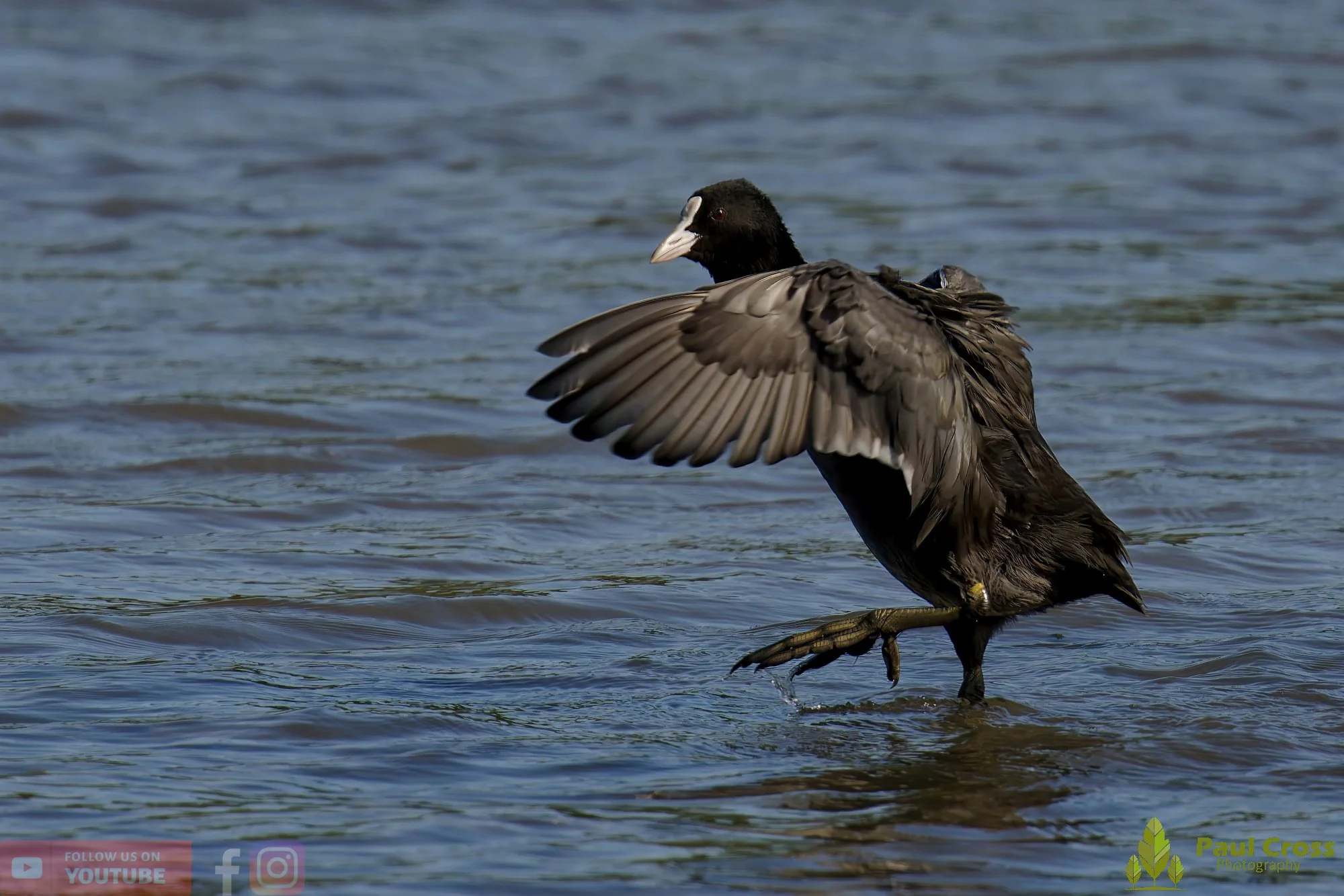 Coot-00503.jpg