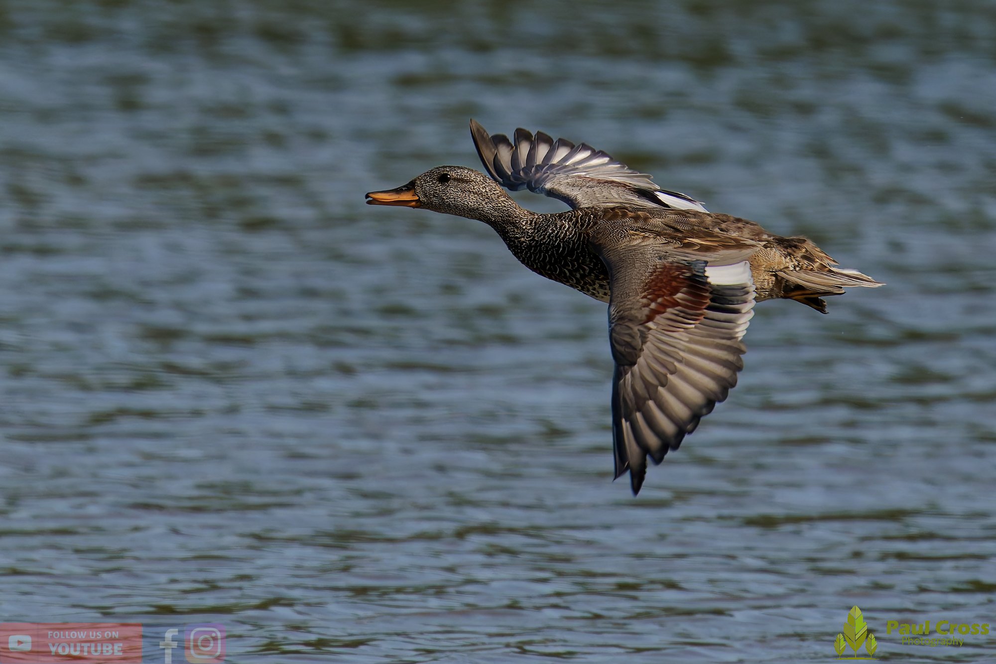 Gadwall-00258.jpg