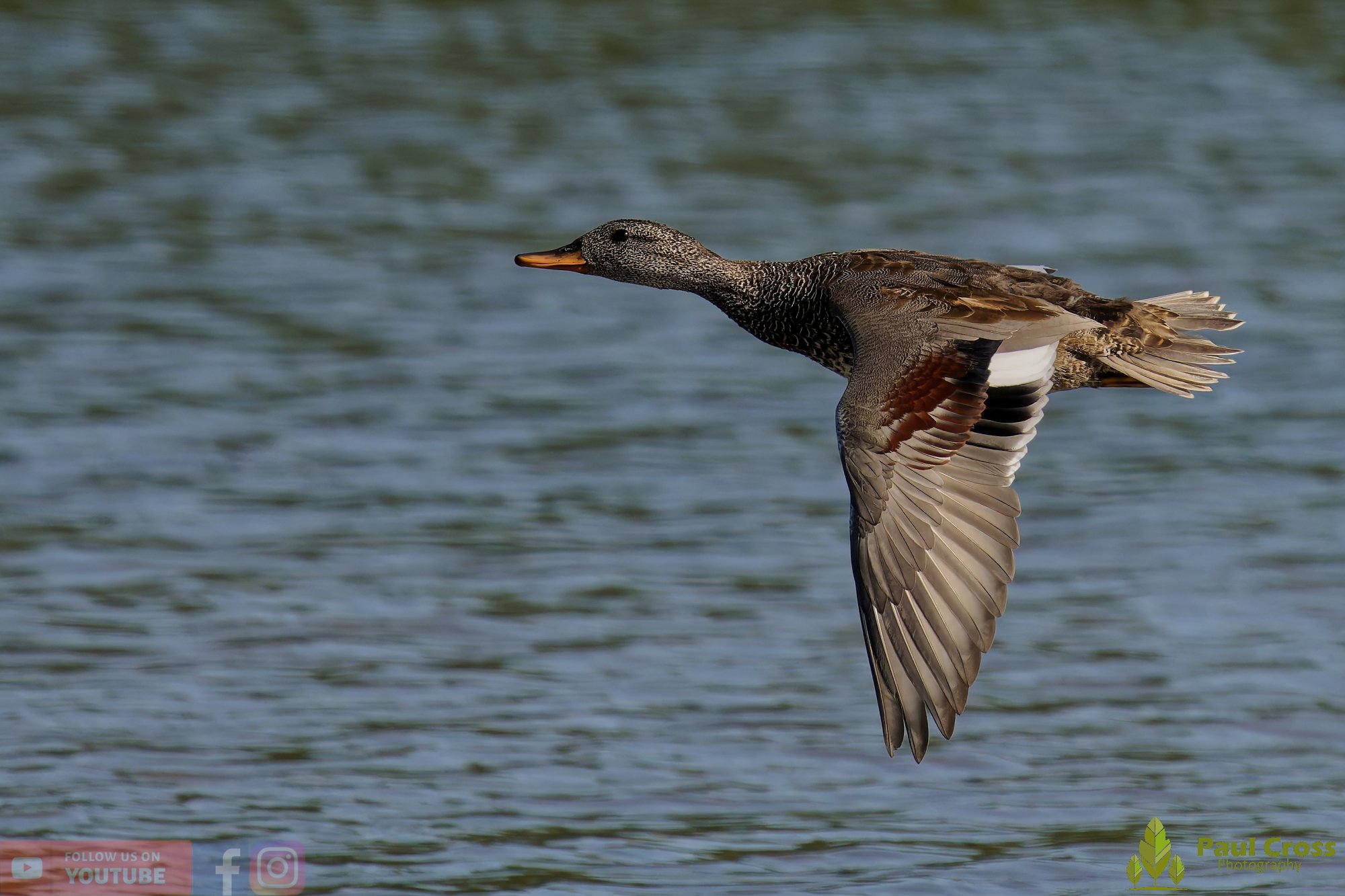 Gadwall-00259.jpg