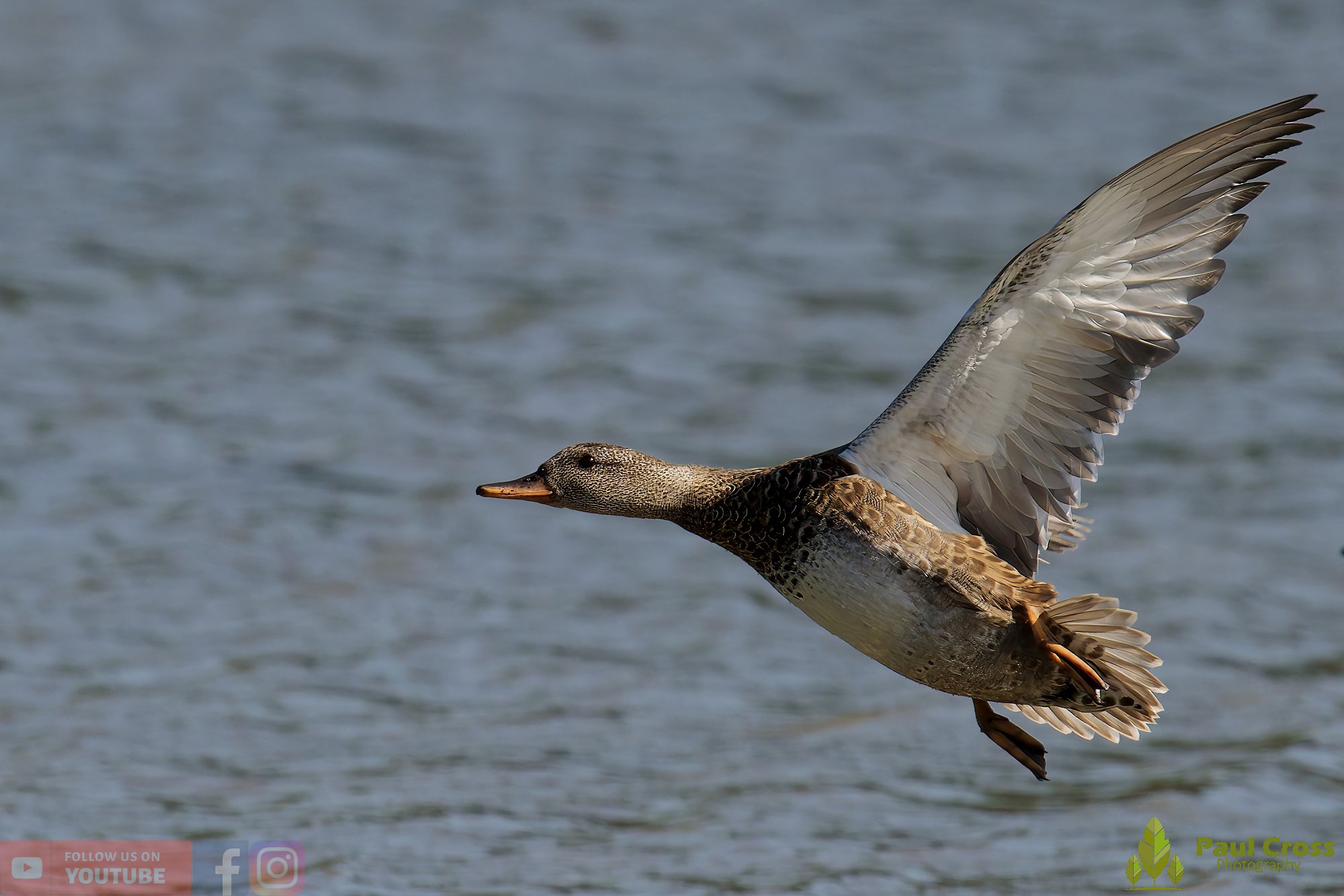 Gadwall-00260.jpg