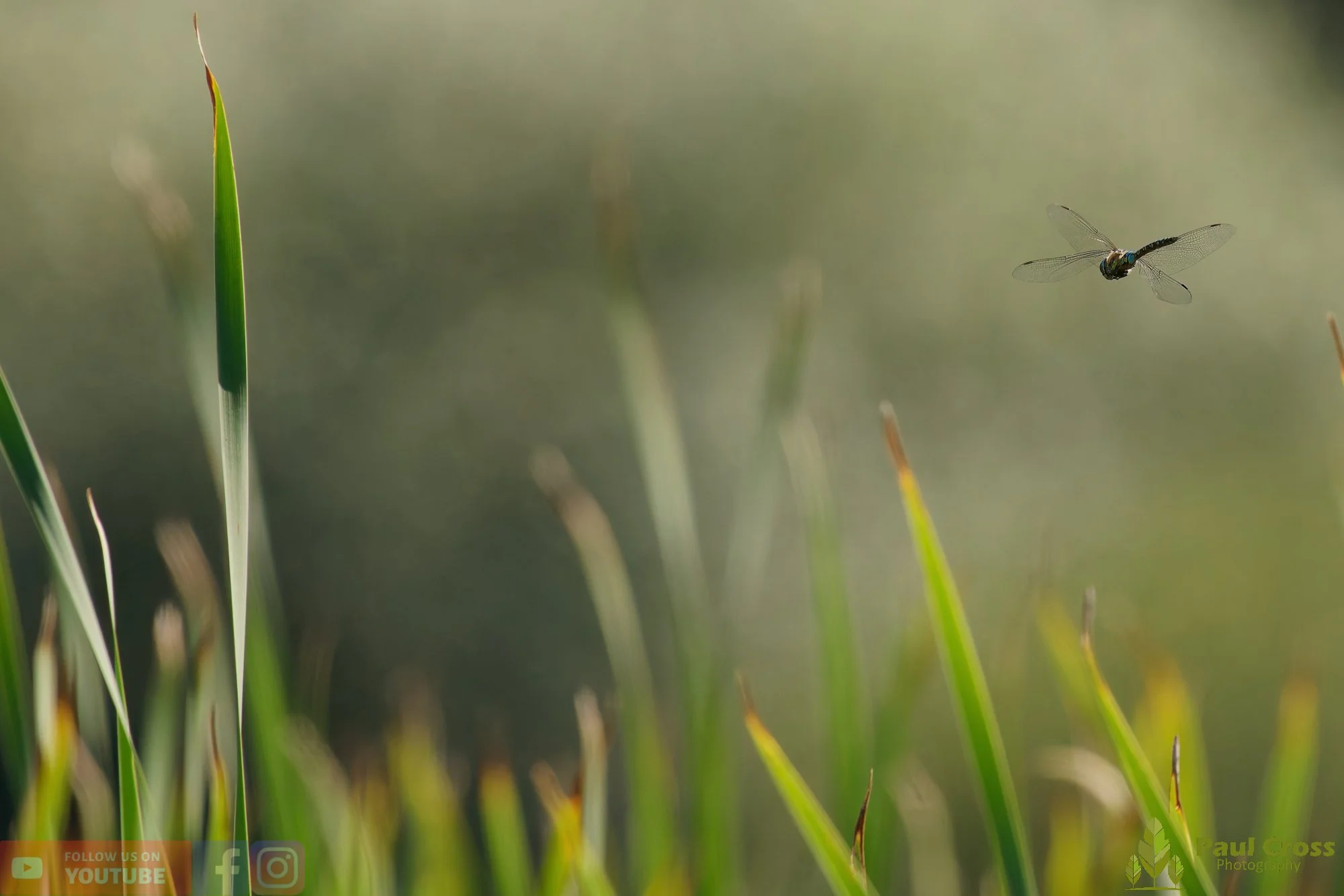 Migrant Hawker-00045.jpg