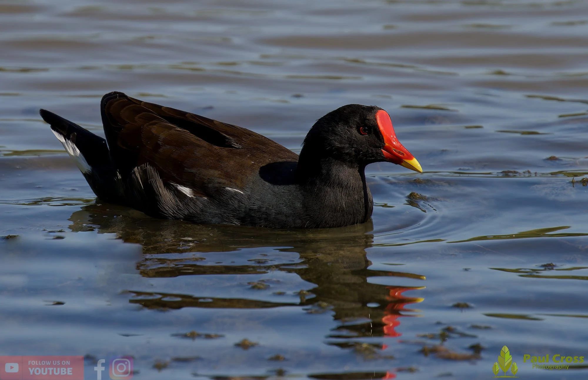 Moorhen-00231.jpg
