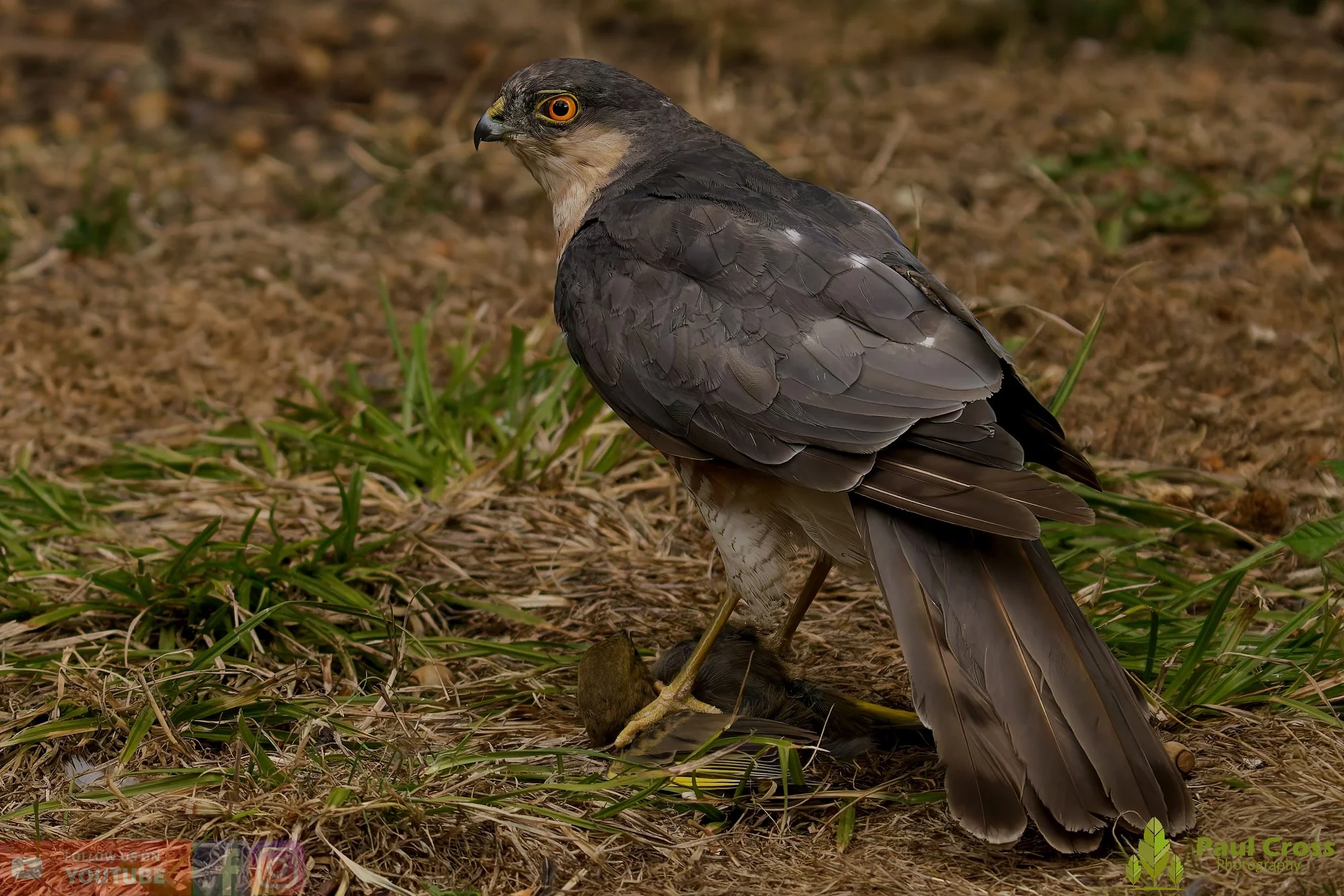 Sparrowhawk-00032.jpg