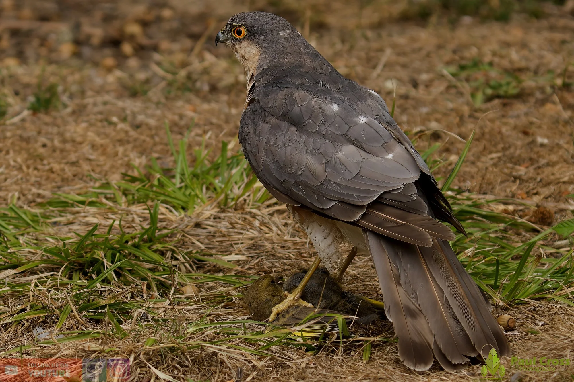 Sparrowhawk-00033.jpg