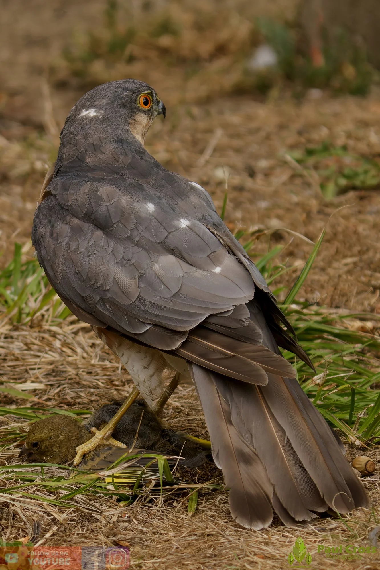 Sparrowhawk-00034.jpg