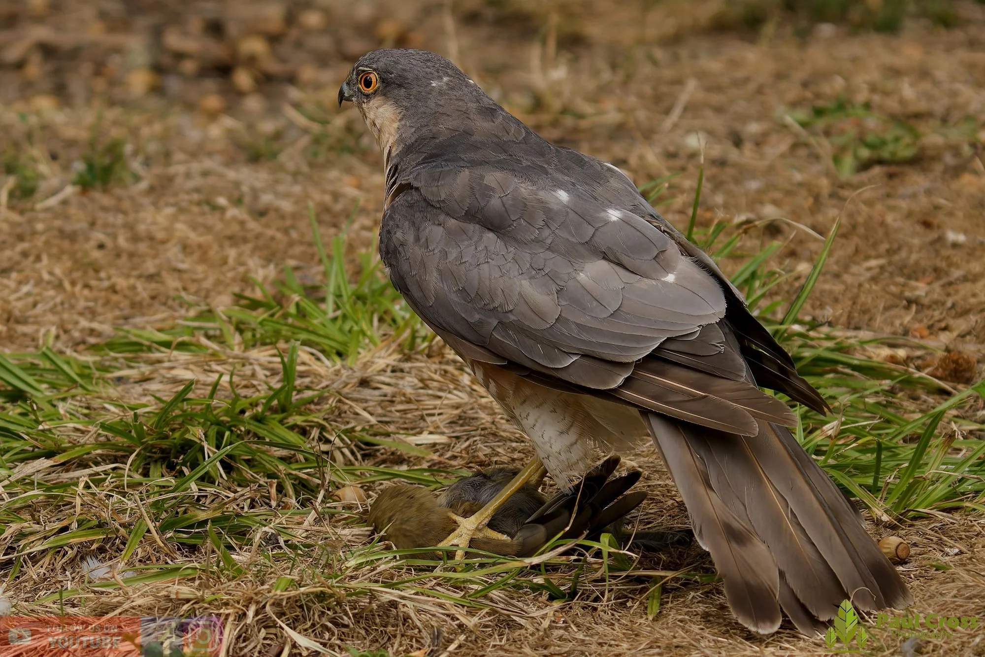 Sparrowhawk-00035.jpg