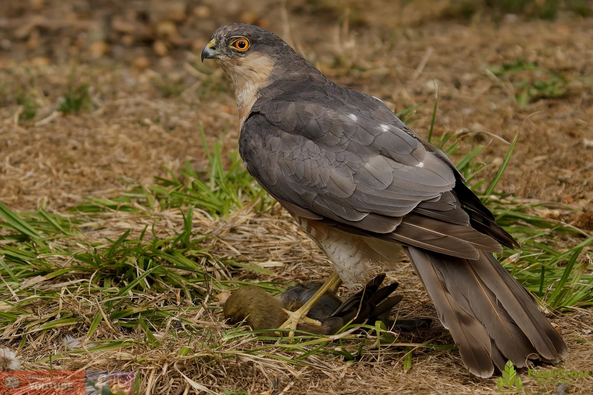 Sparrowhawk-00036.jpg