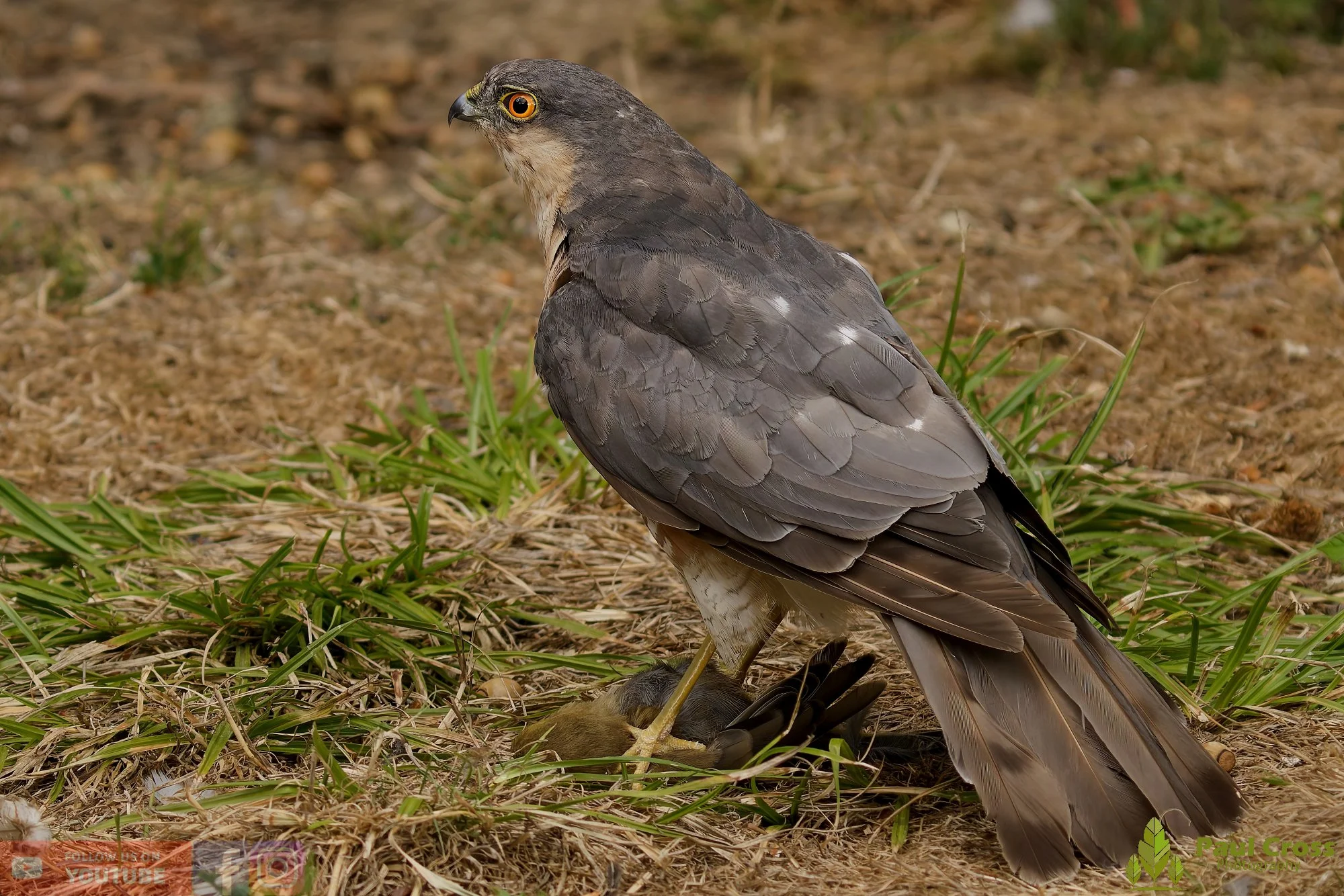 Sparrowhawk-00038.jpg