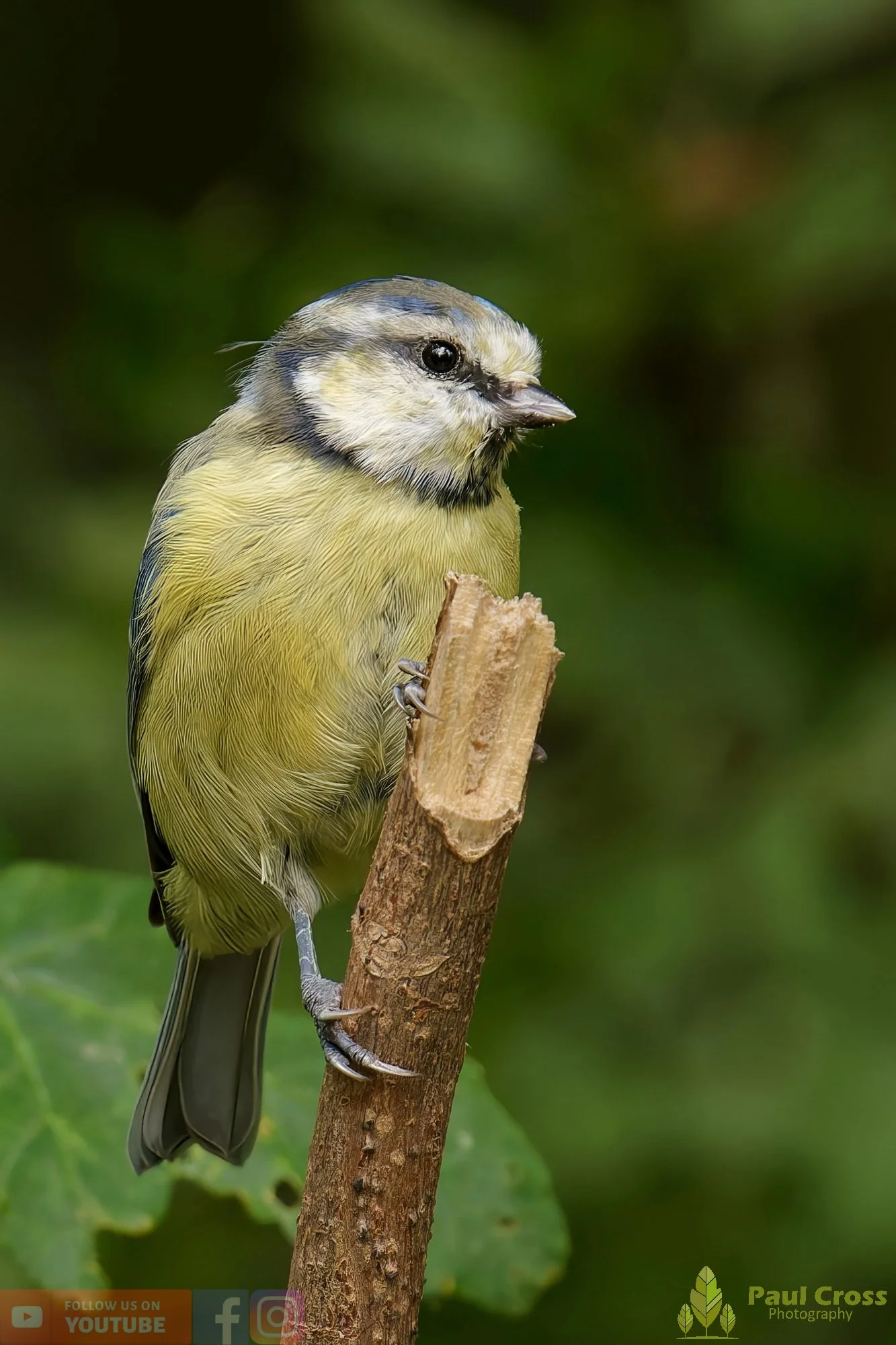 Blue Tit-00879.jpg