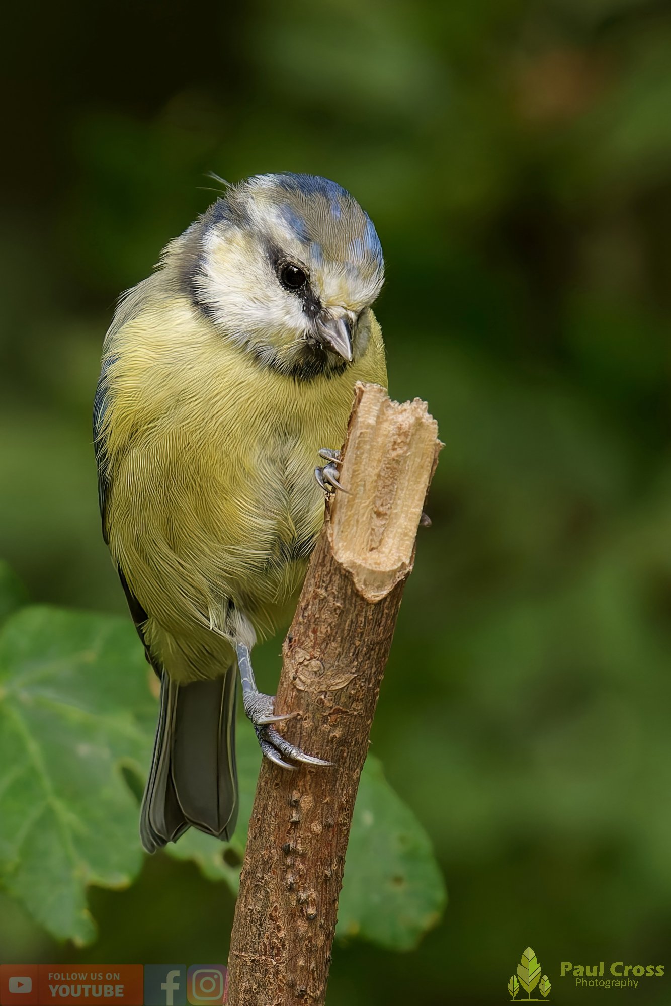 Blue Tit-00880.jpg