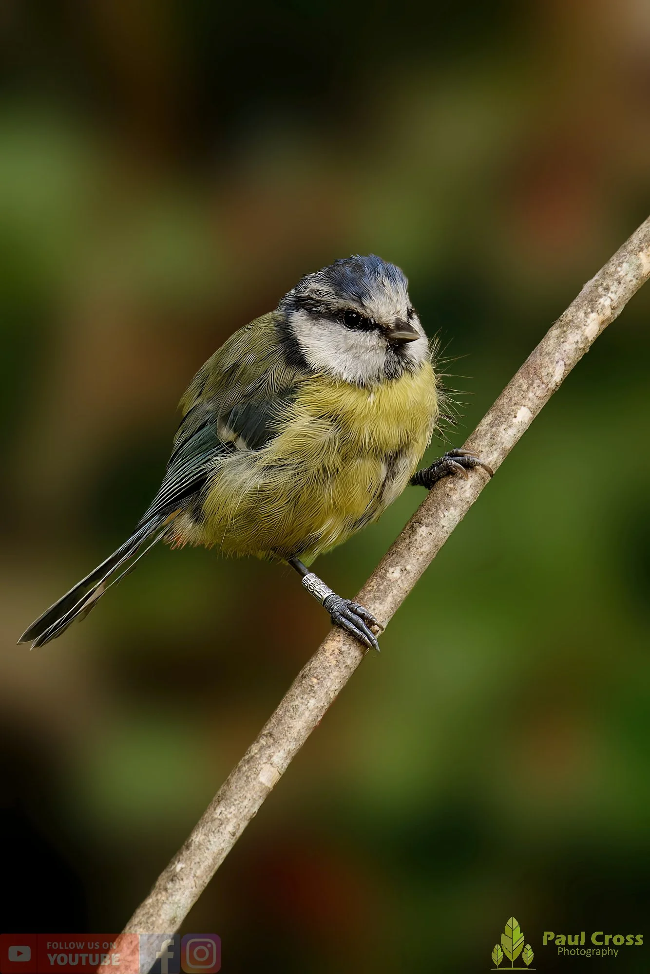 Blue Tit-00881.jpg