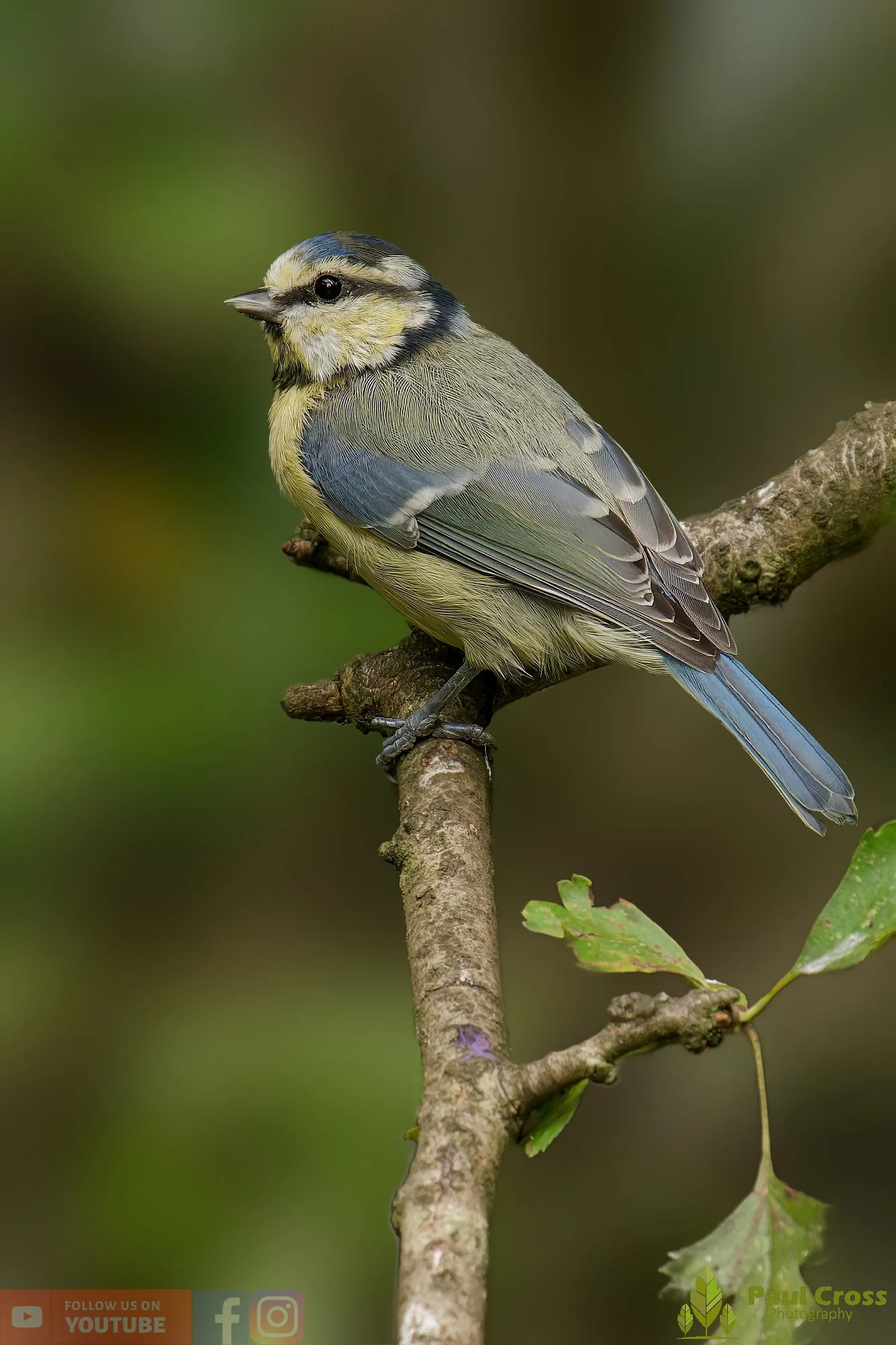 Blue Tit-00882.jpg