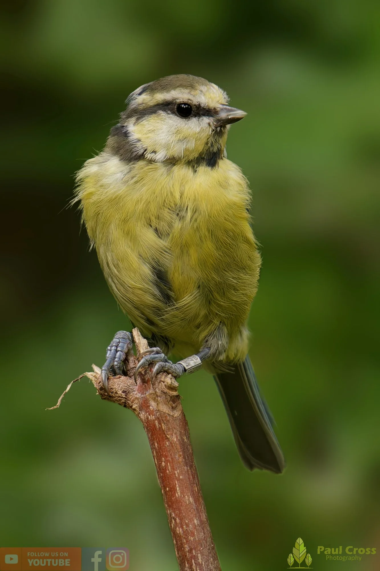 Blue Tit-00883.jpg