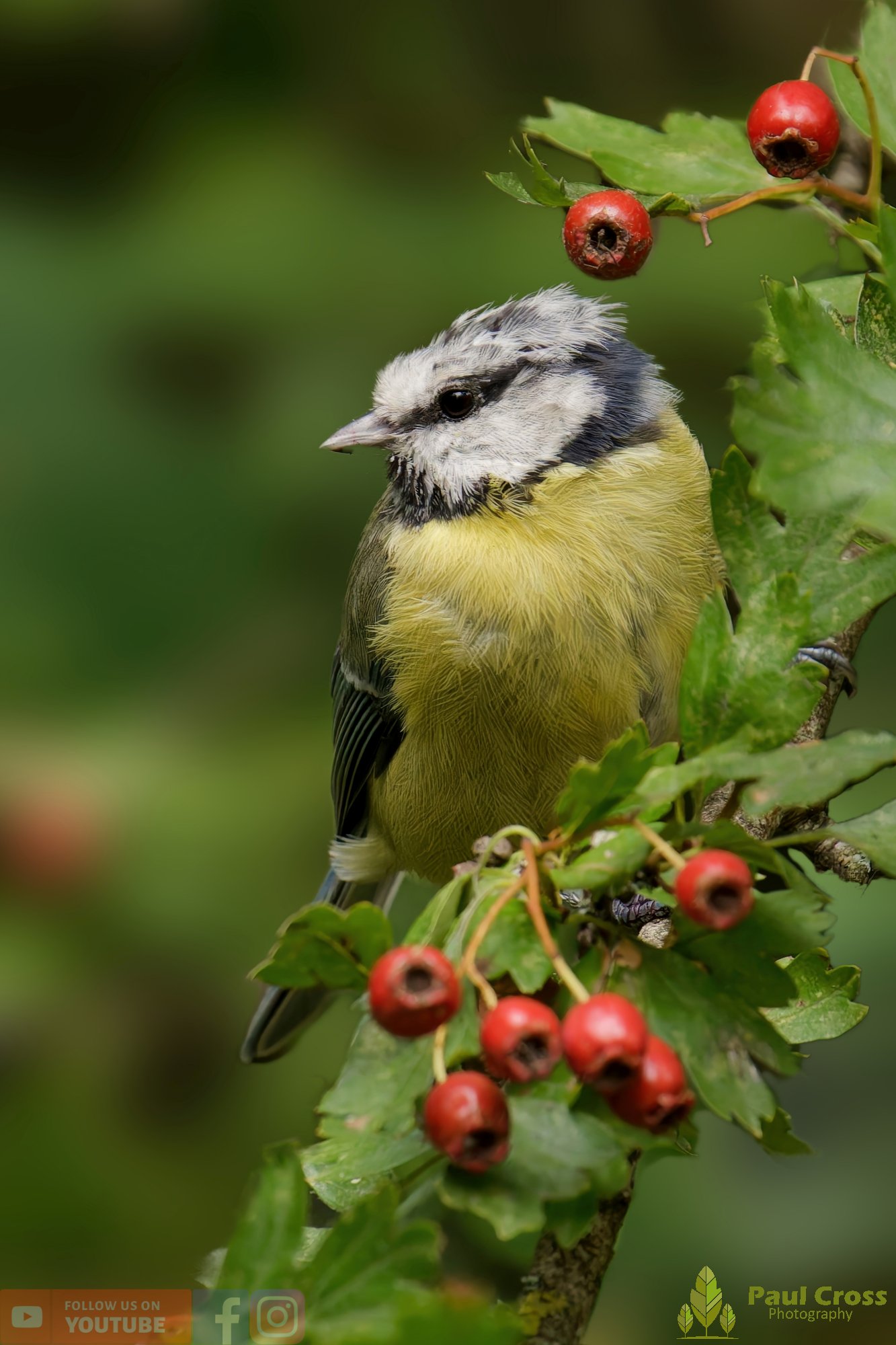Blue Tit-00884.jpg